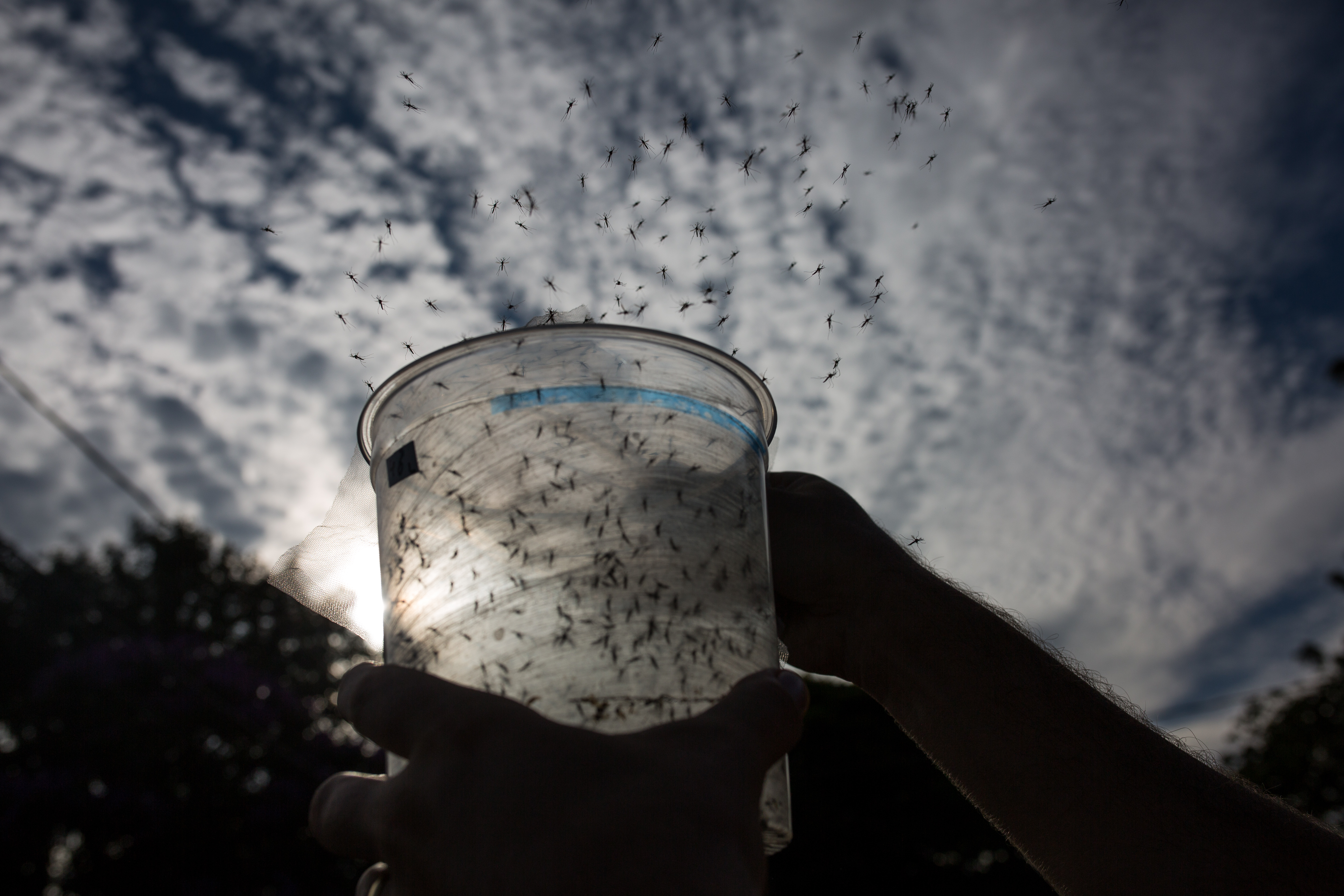 The science of editing a mosquito’s genetic make-up