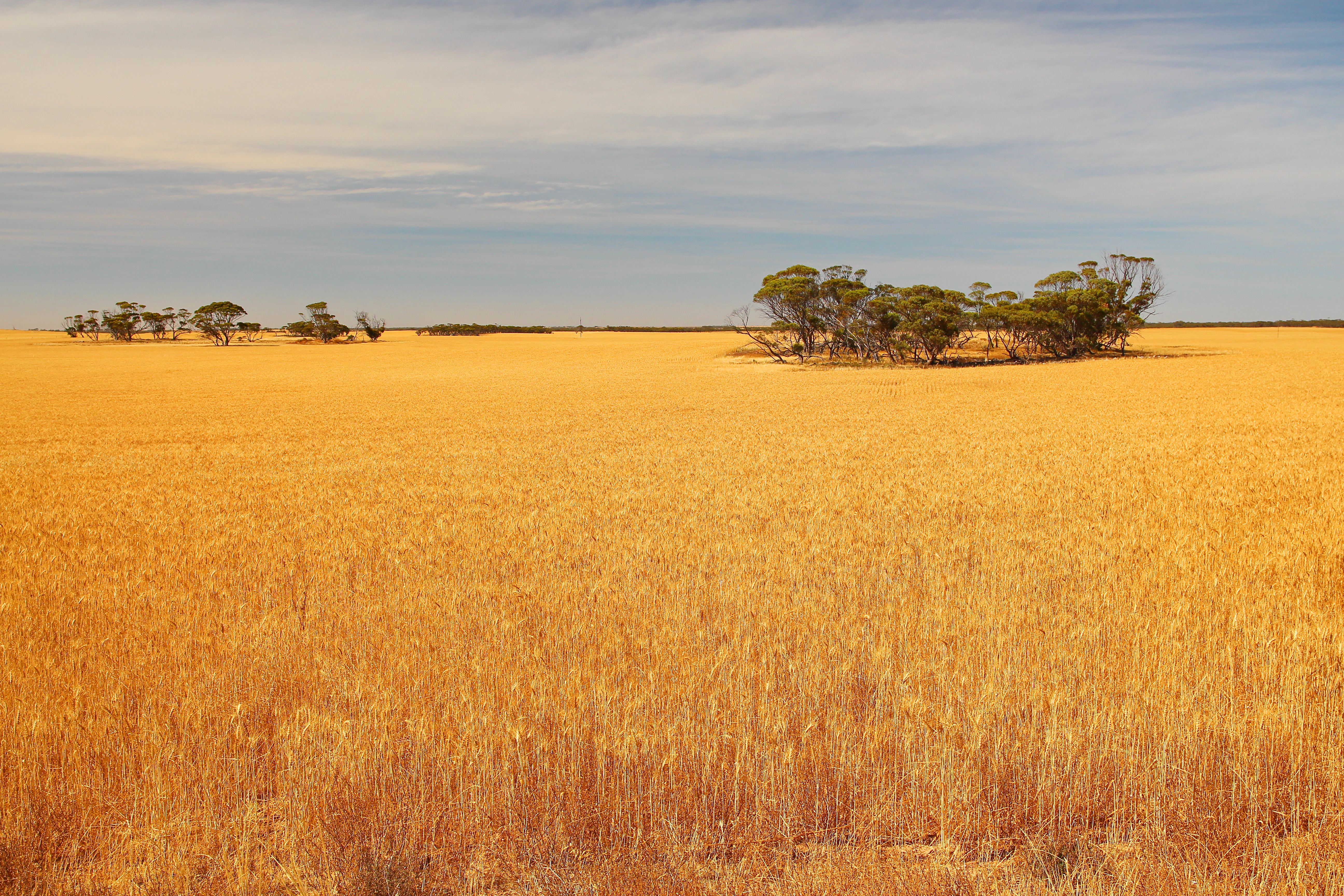 Feeding the world with  microbacterial agriculture