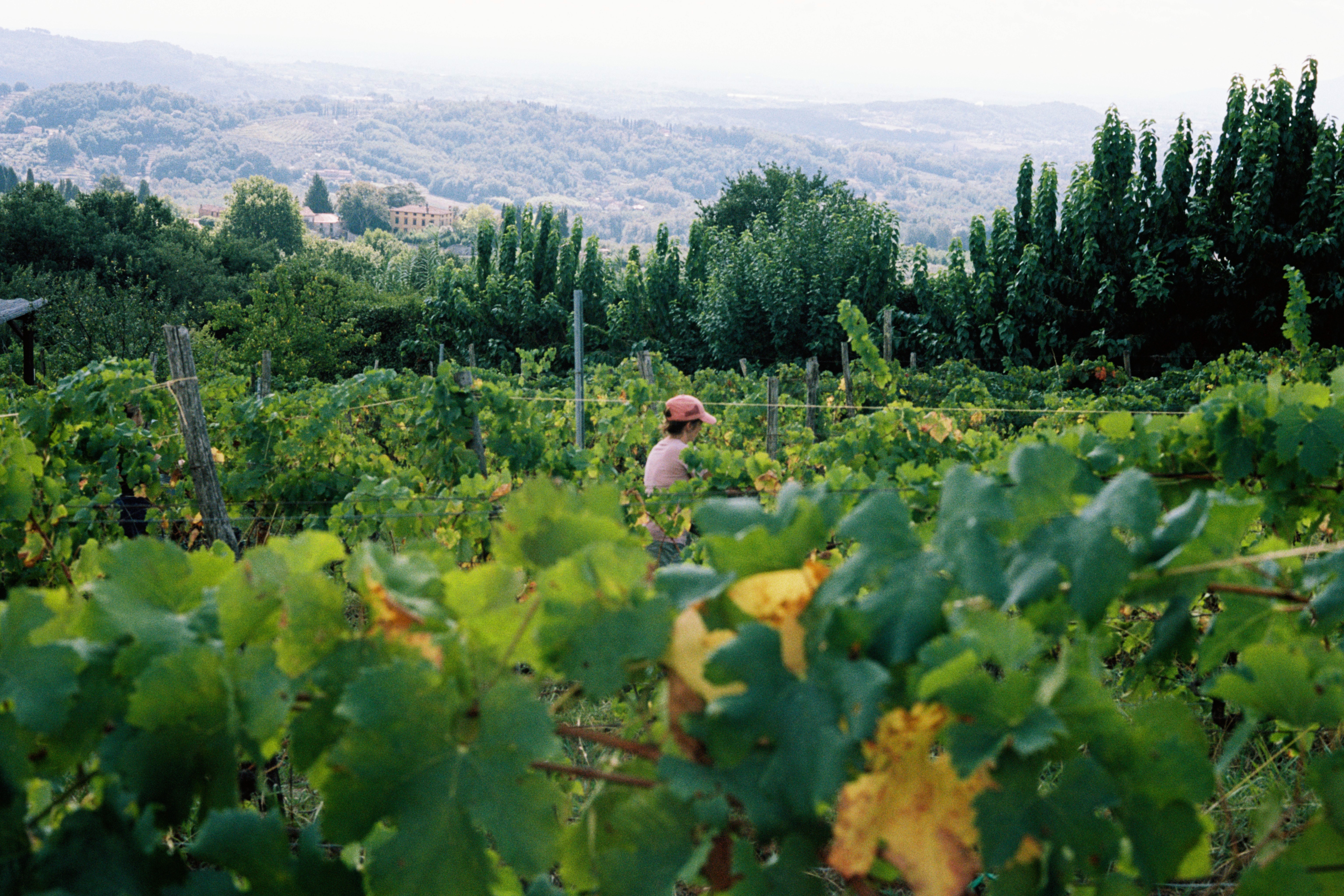 Grape picking under the Tuscan sun