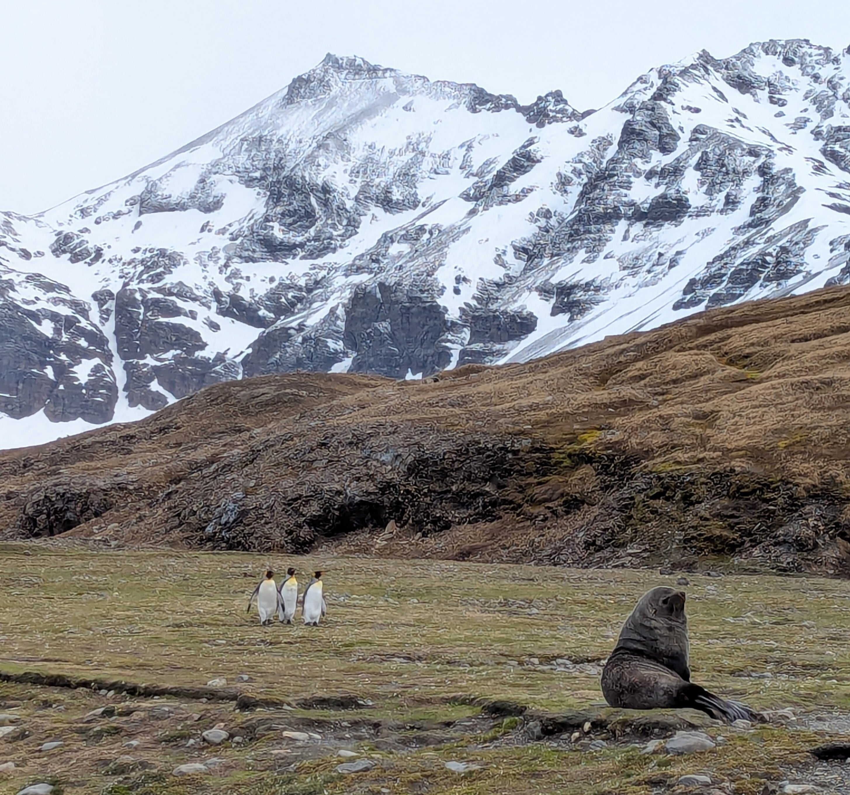 A seal and three penguins in Antarctica.