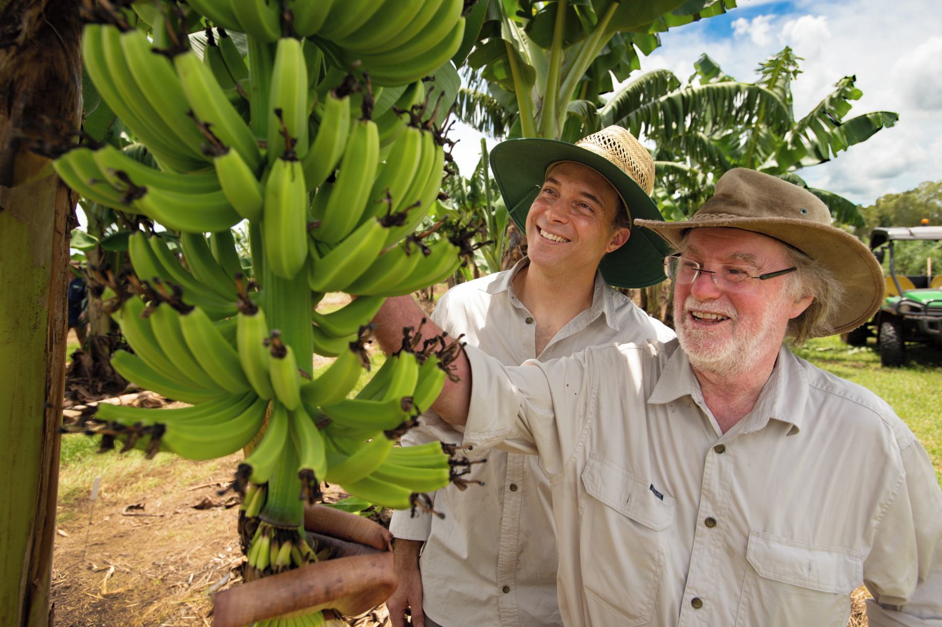 Two farmers examine unripened bananas hanging from a tree.