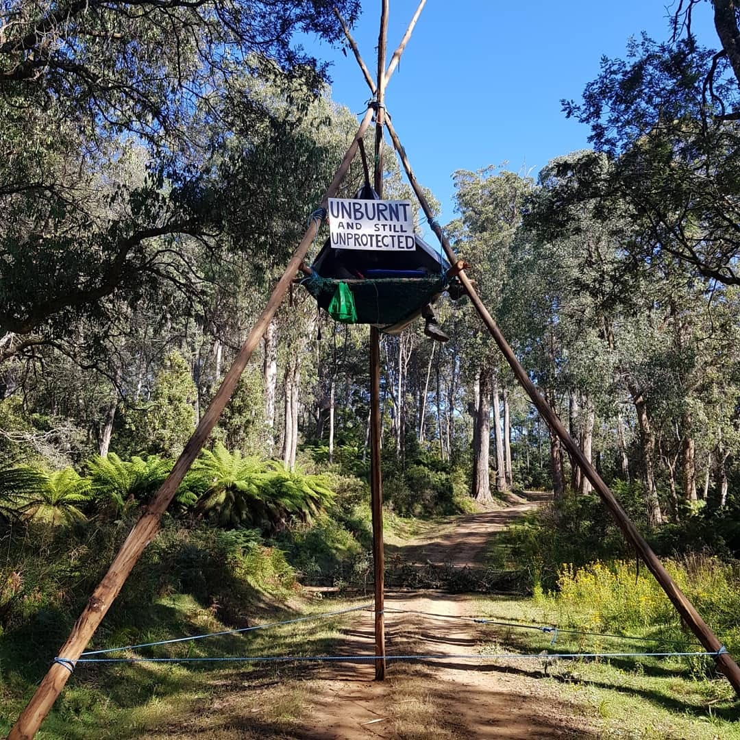 Timber town’s change of heart on native logging