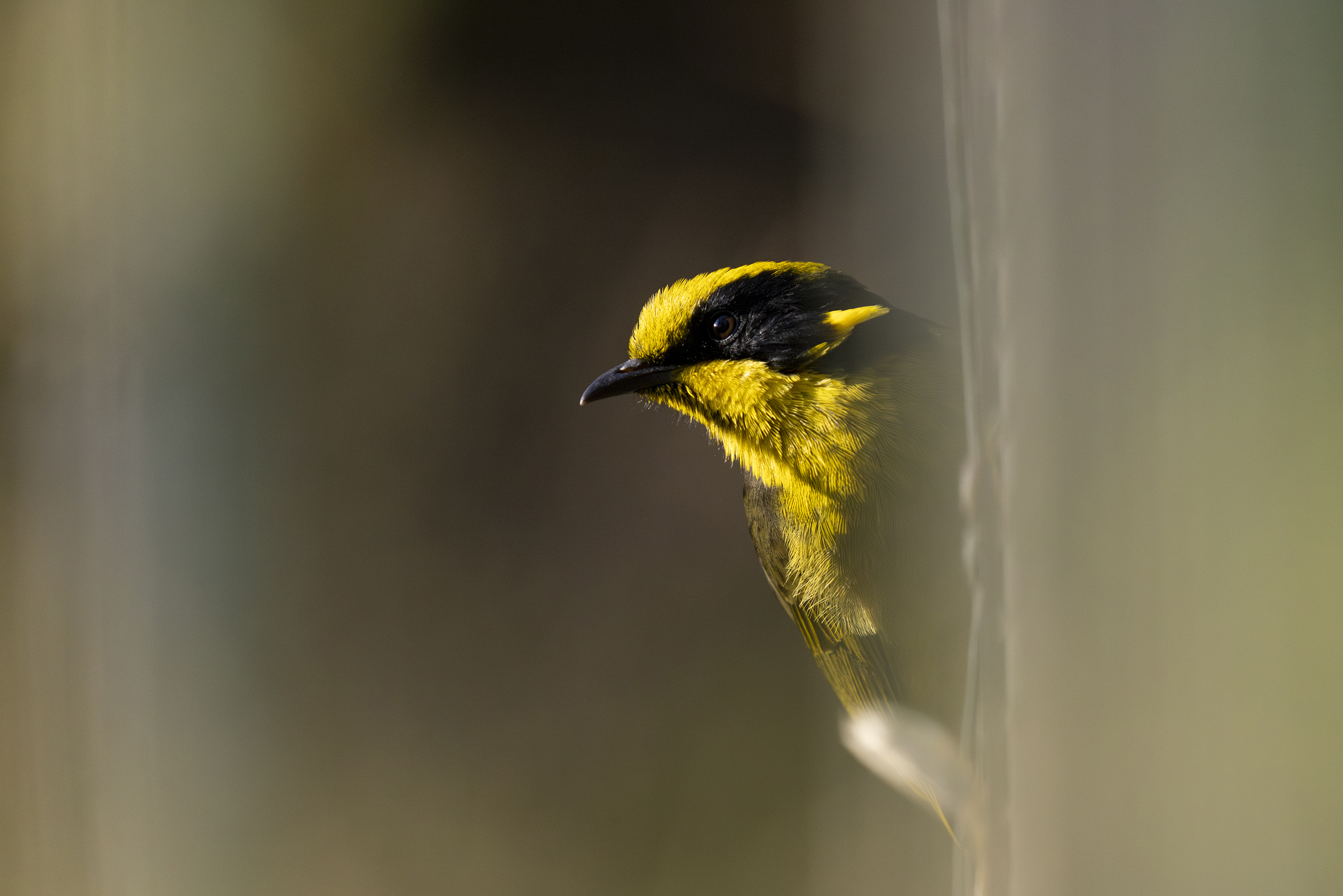 A helmeted honeyeater.
