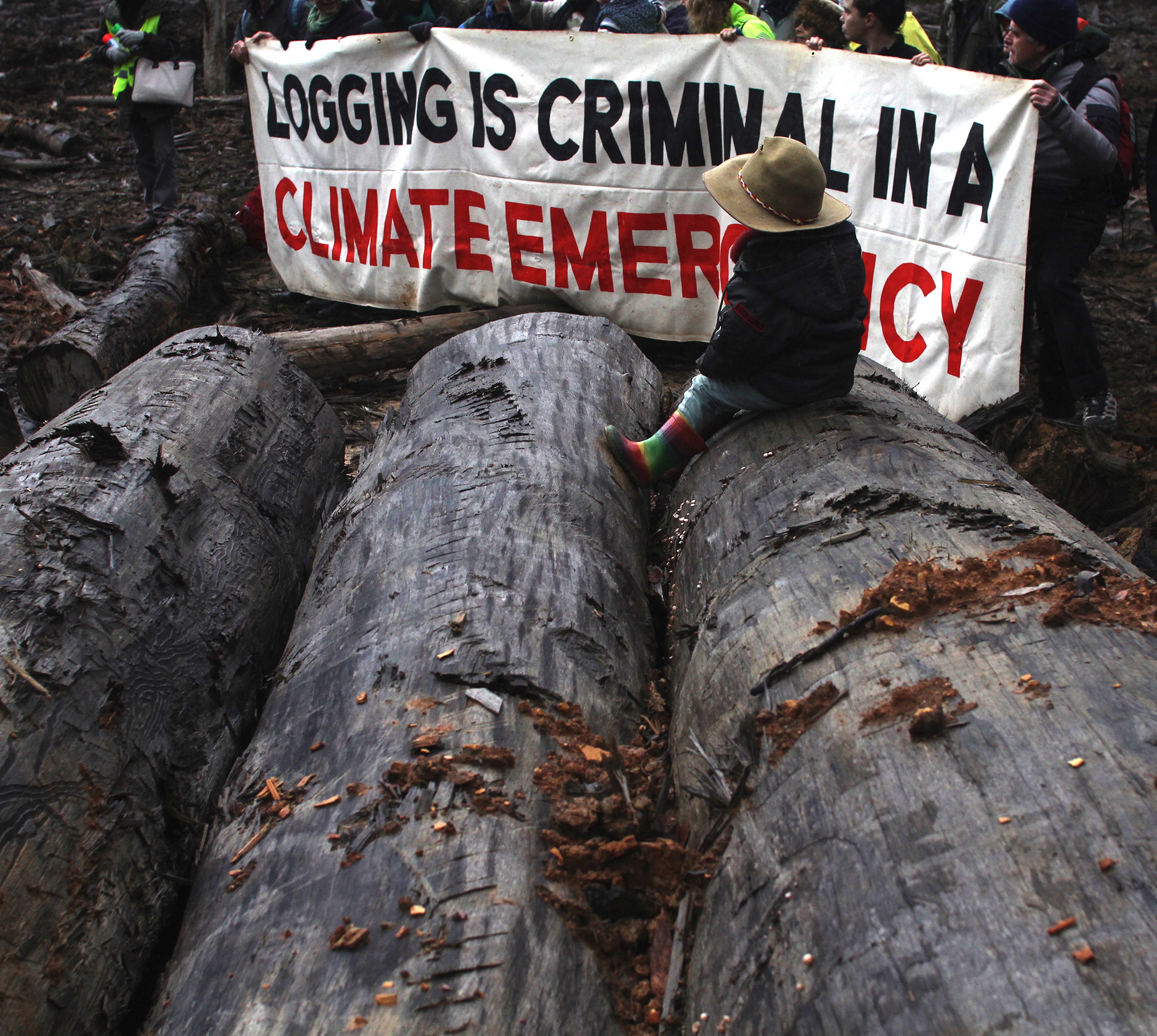 A child sits on a pile of logs, watching a group of protestors holding a sign that reads ‘Logging is criminal in a climate emergency”.