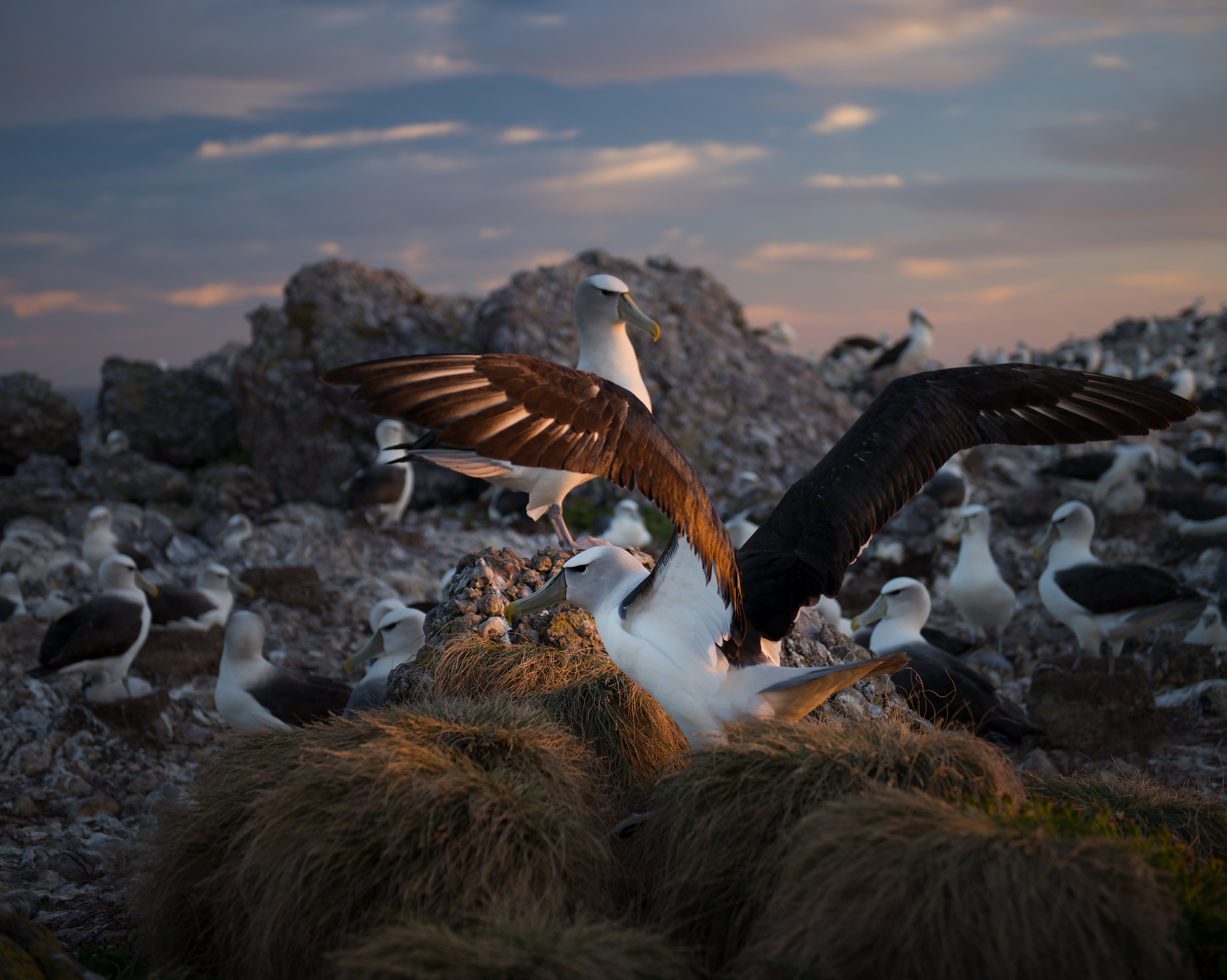 Shy albatrosses on Tasmania’s Albatross Island. 