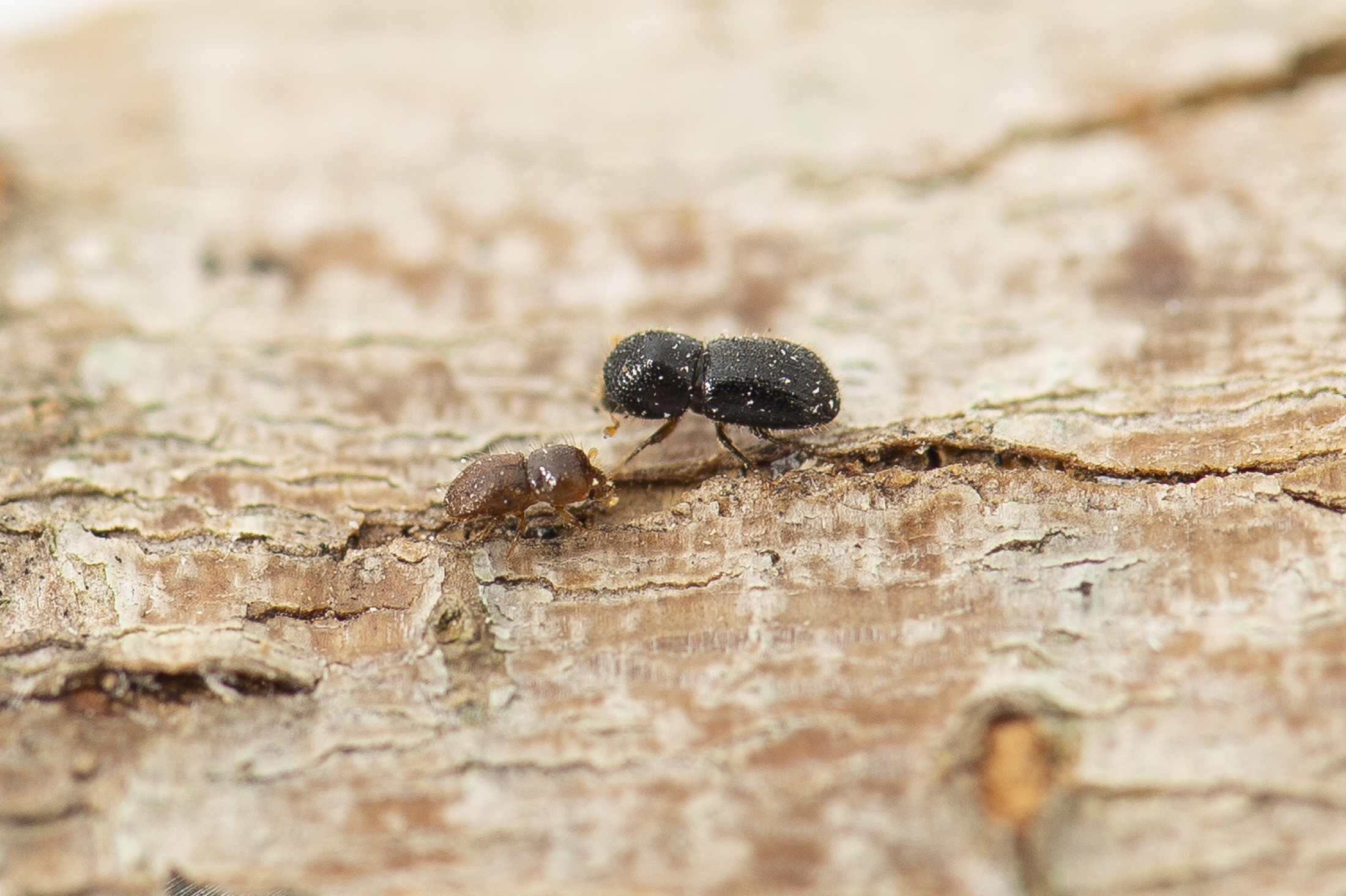 The polyphagous shot-hole borer.  