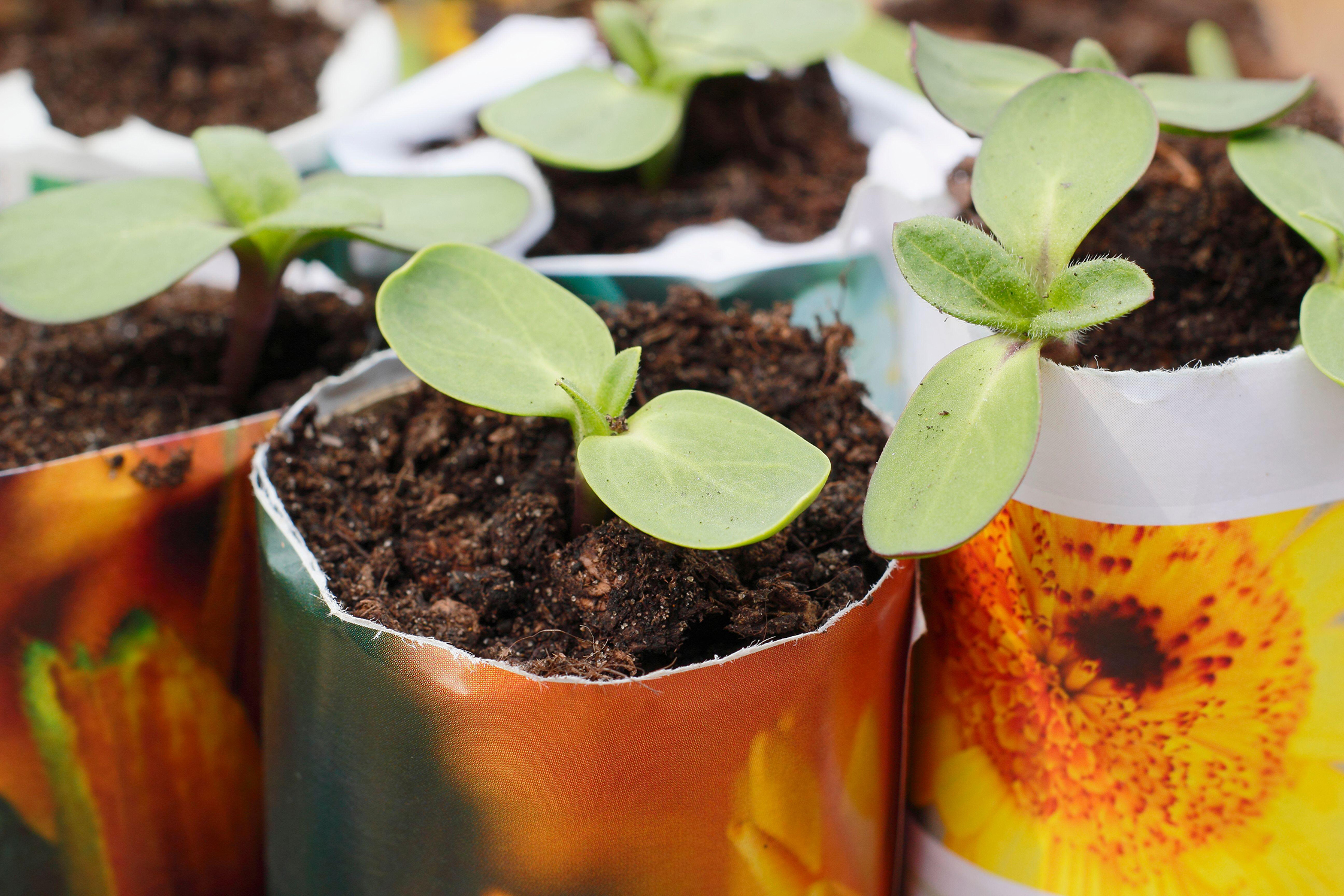 Prime time for seedlings as new growth beckons