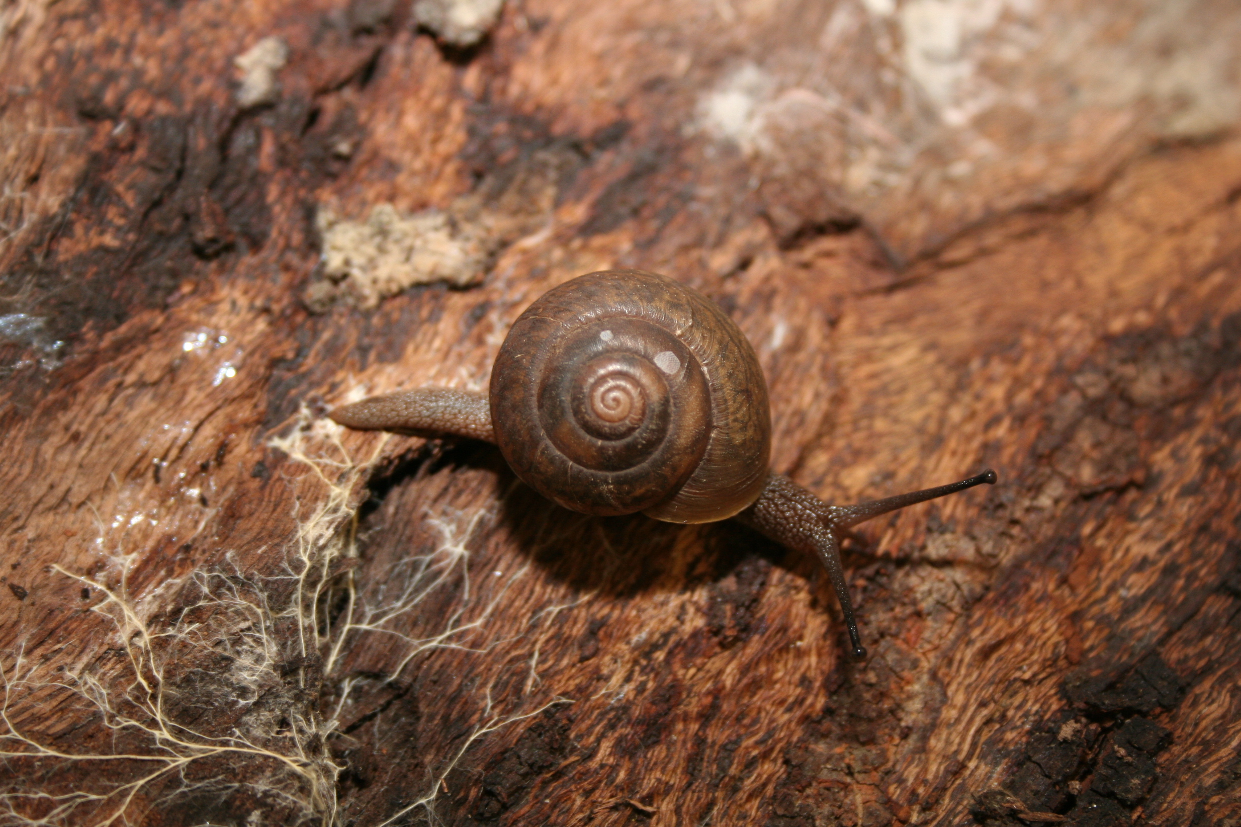 The bureaucratic threat to endangered species