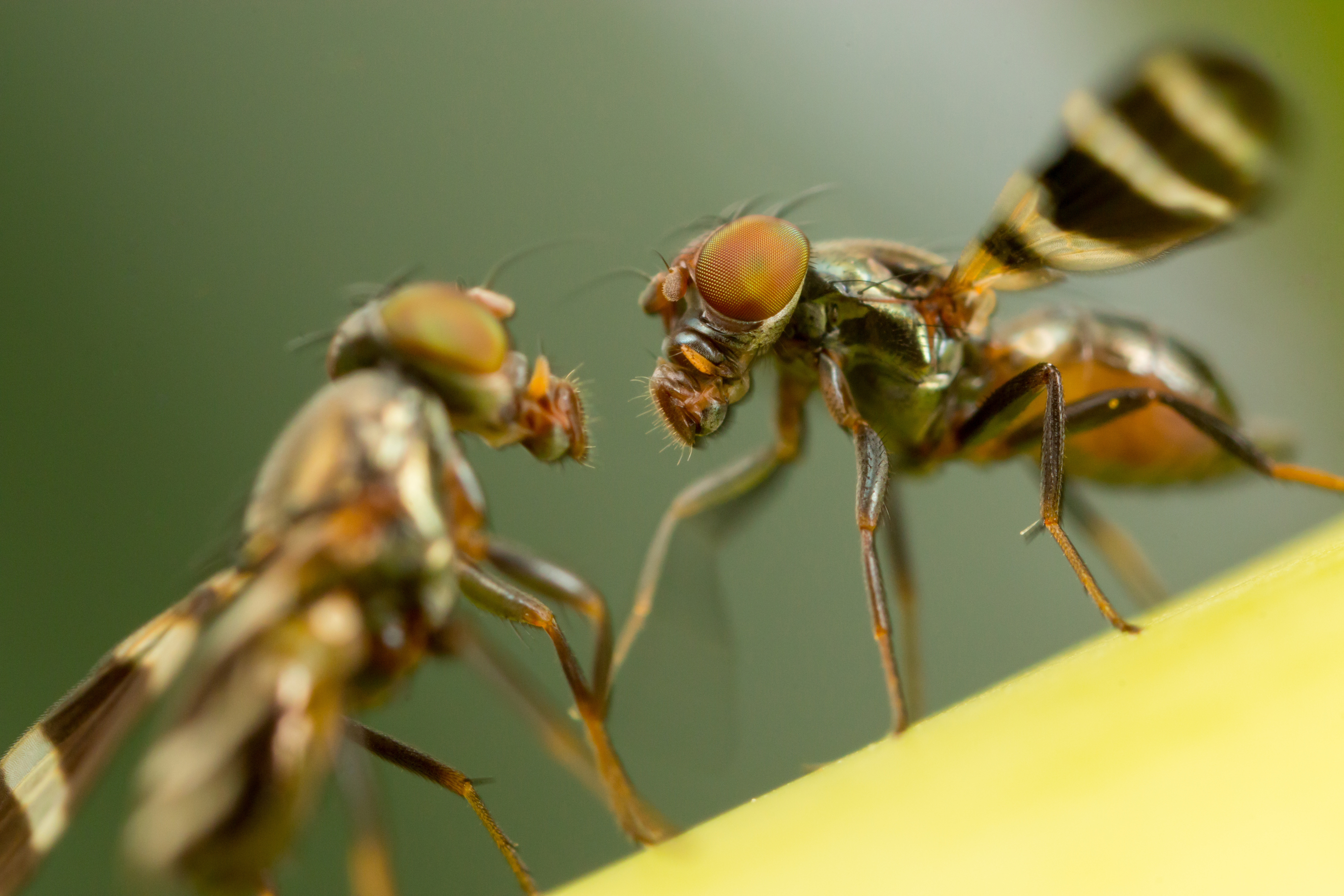 Two fruit flies take part in a “courtship dance”.