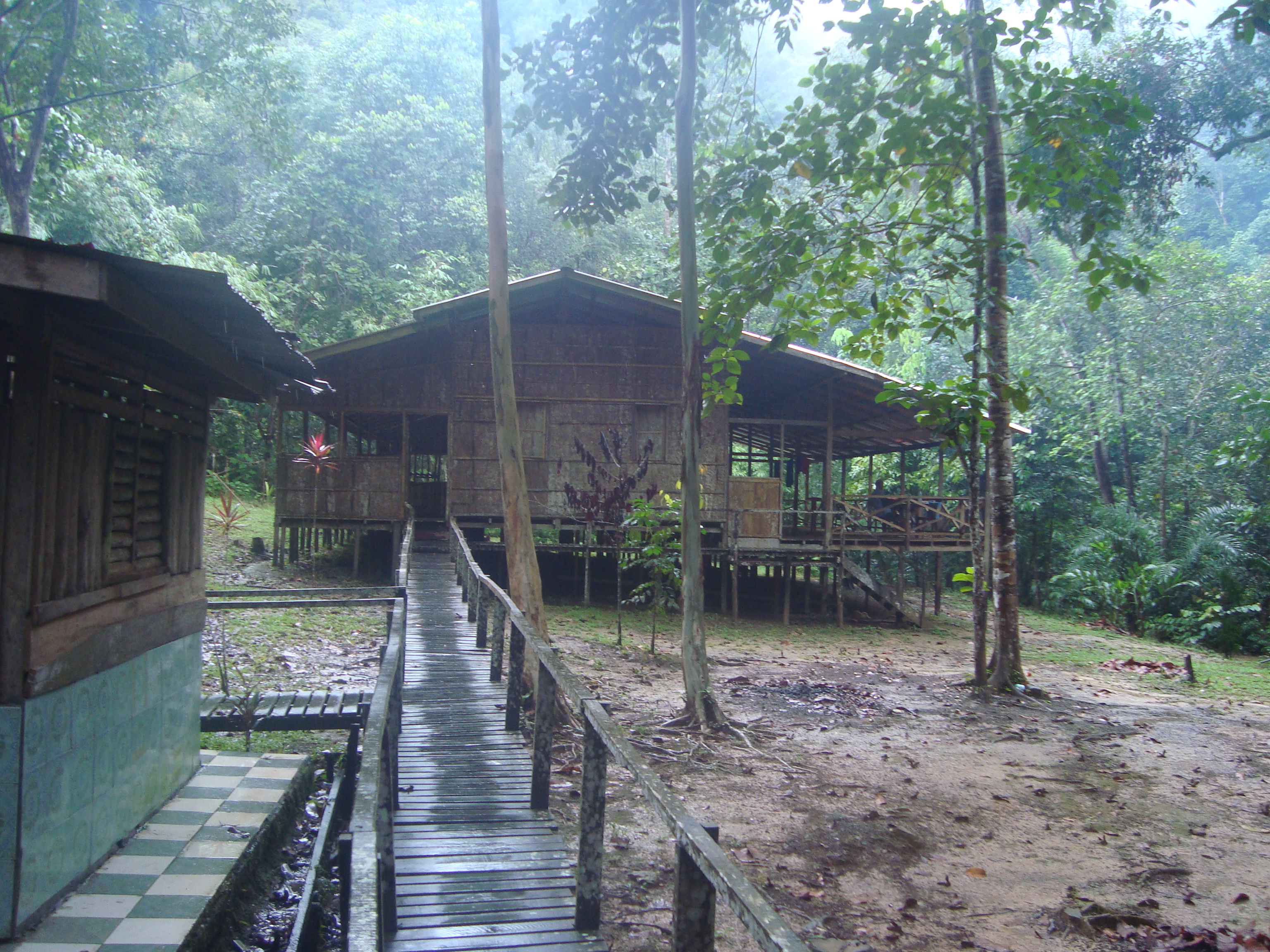 Borneo to be wild in the Sarawak jungle