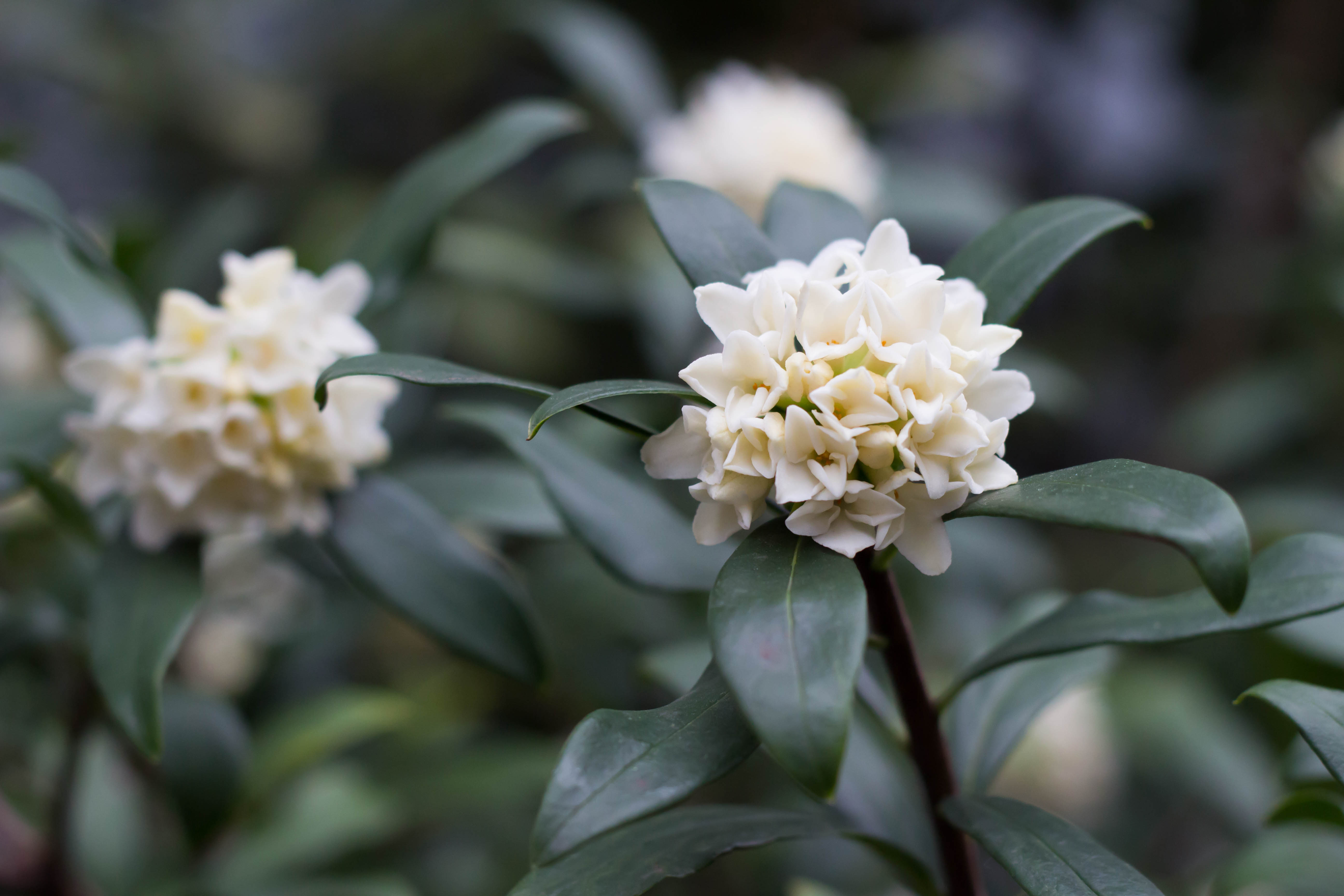 El Niño, La Niña and flowering annuals