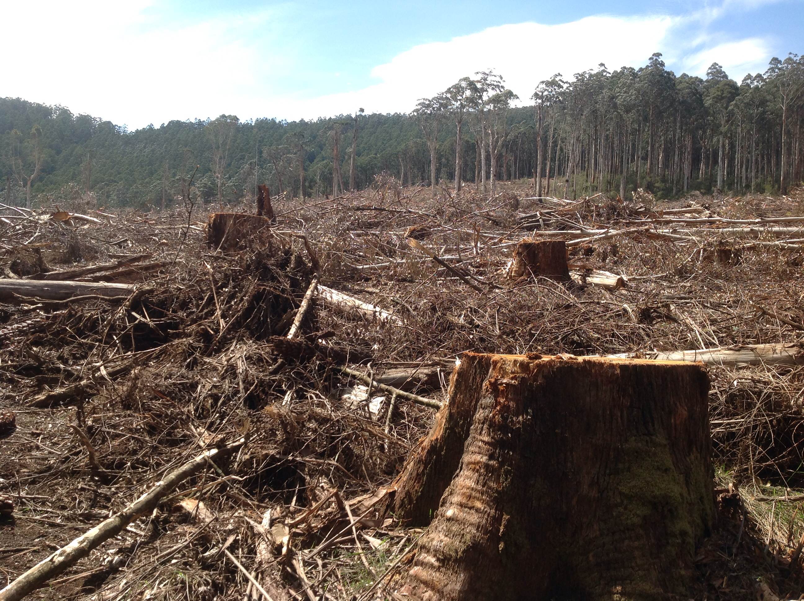 The battle to save the Leadbeater’s possum from logging