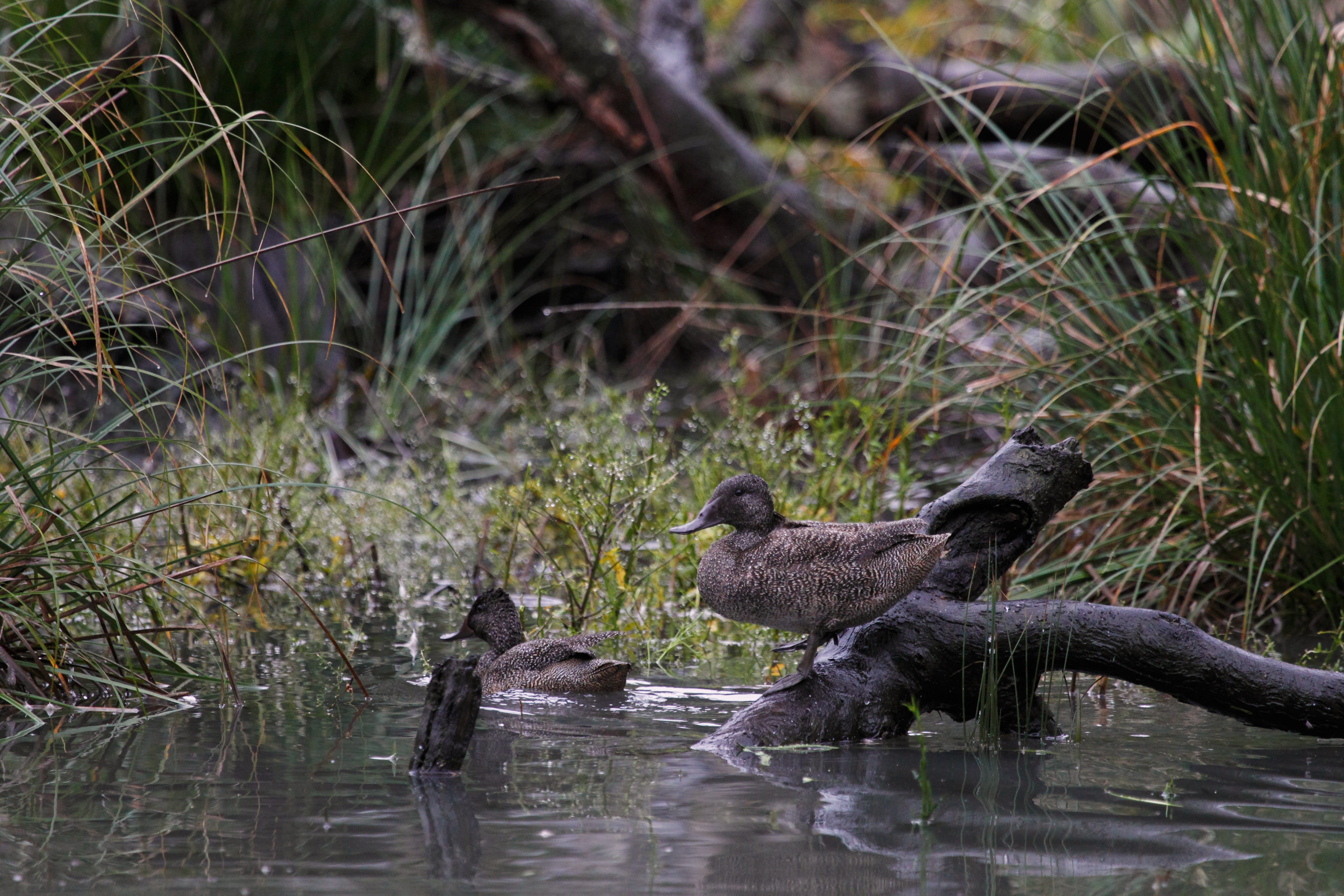 Birdwatchers twitch and shout