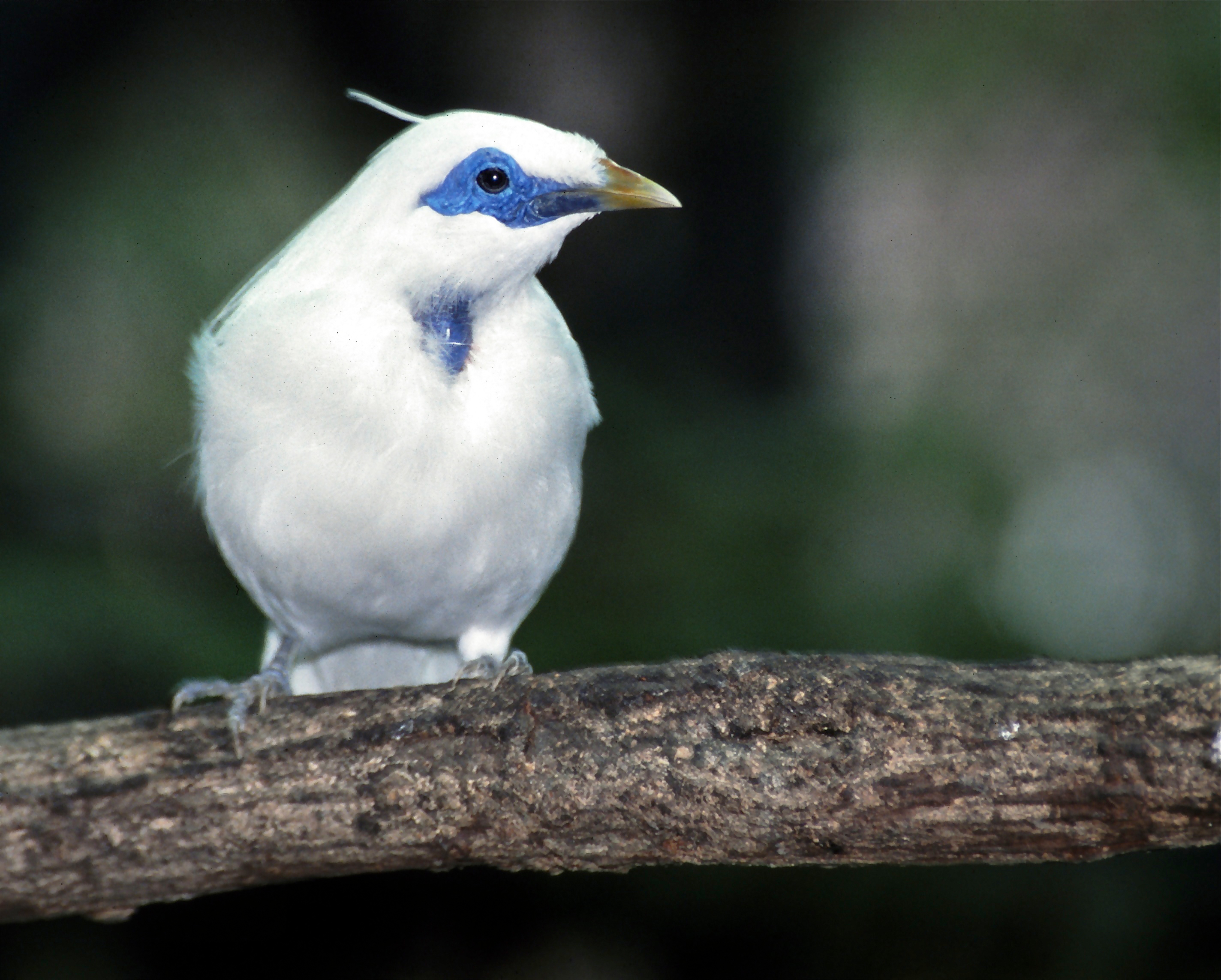 The Bali starling and Indonesian wildlife