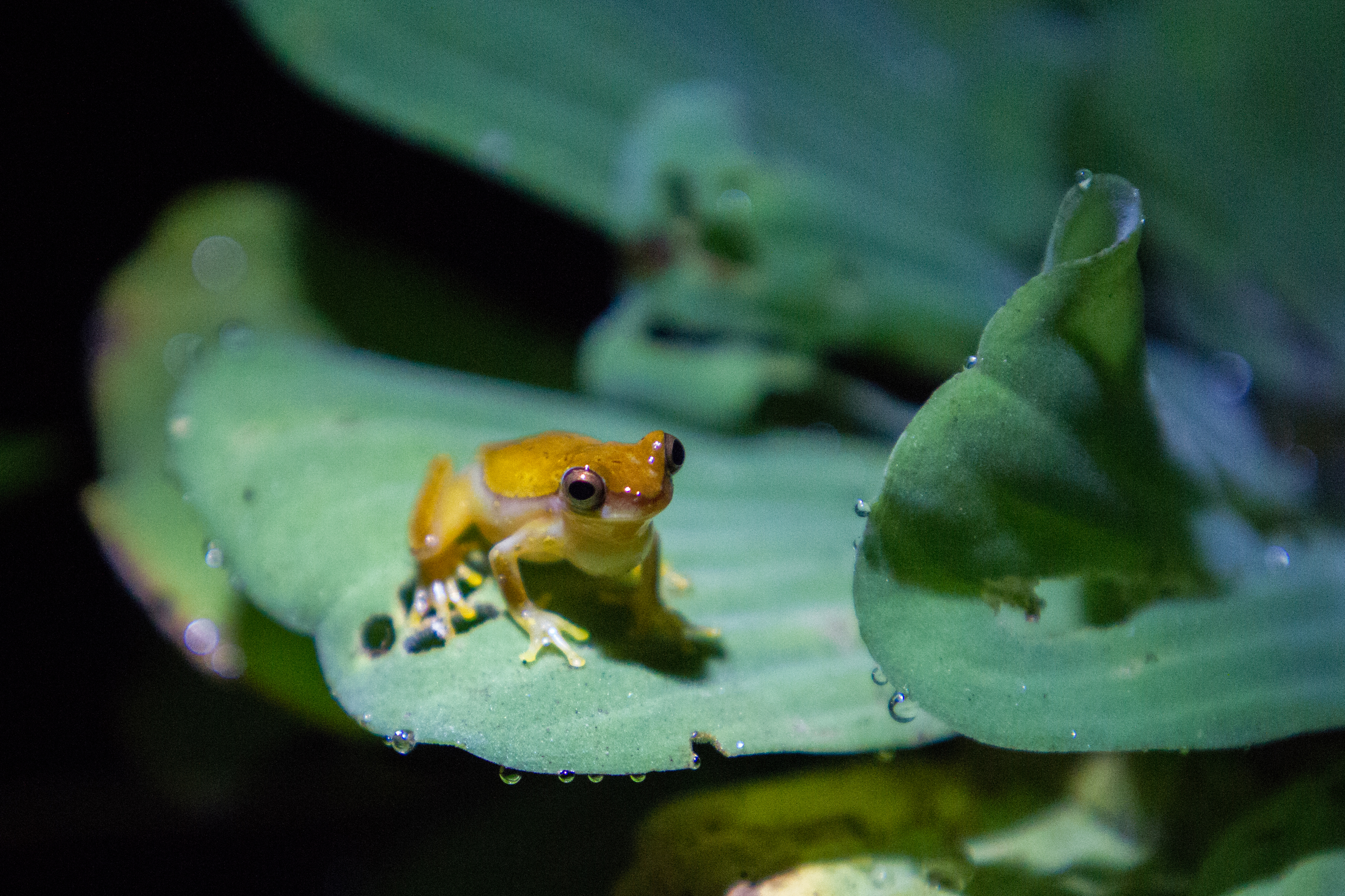 Searching for frogs in the Costa Rica jungle