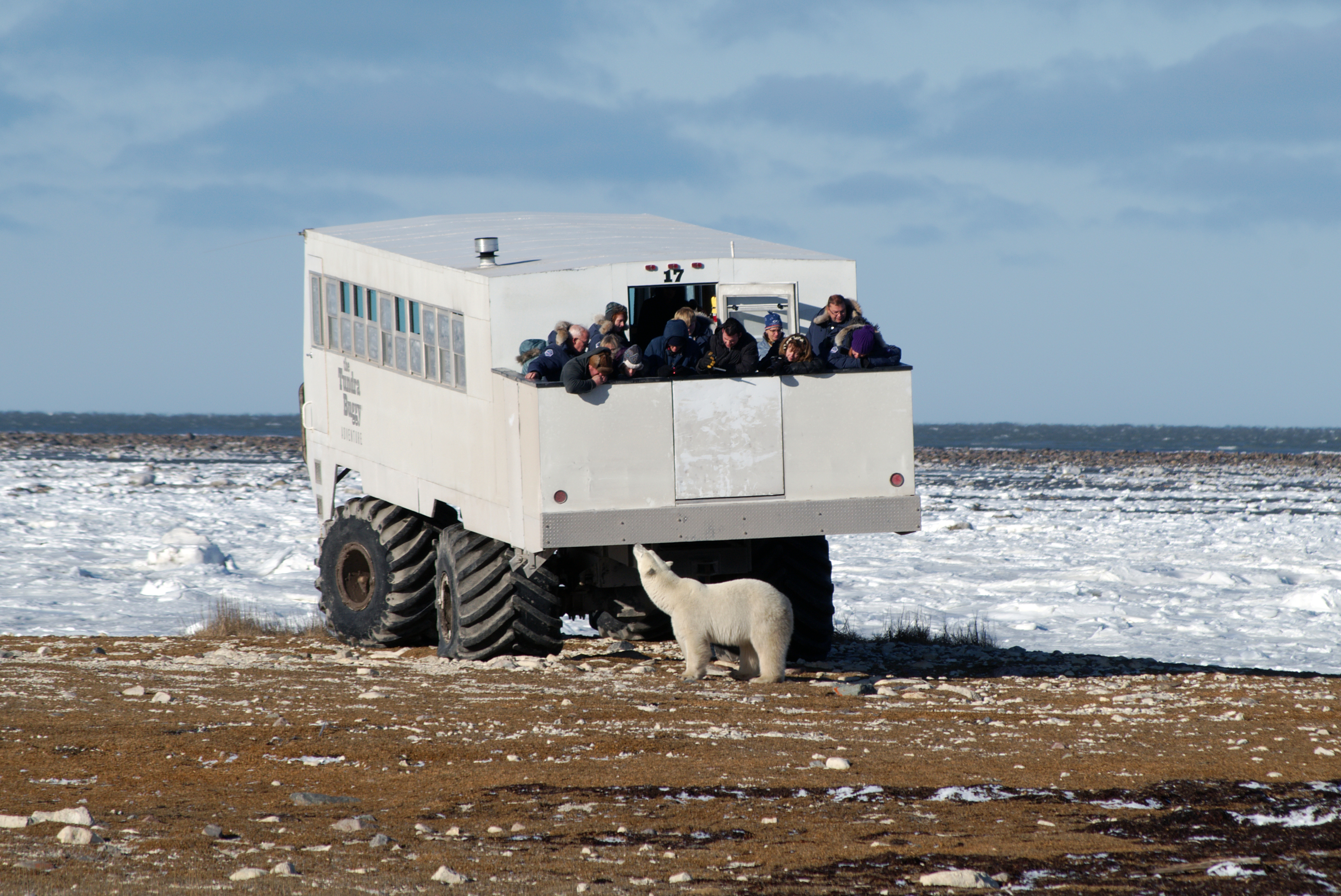 Polar bear spotting in Churchill, Canada