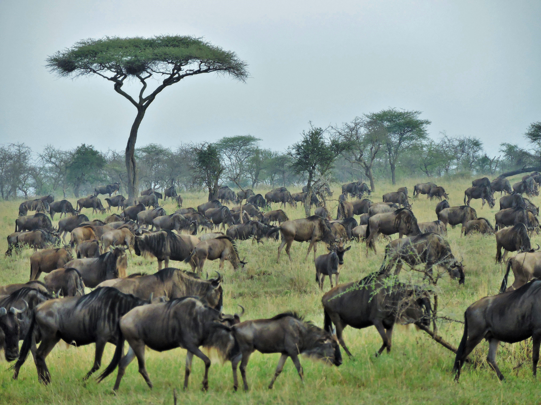 Wildebeest migration in Tanzania’s Serengeti