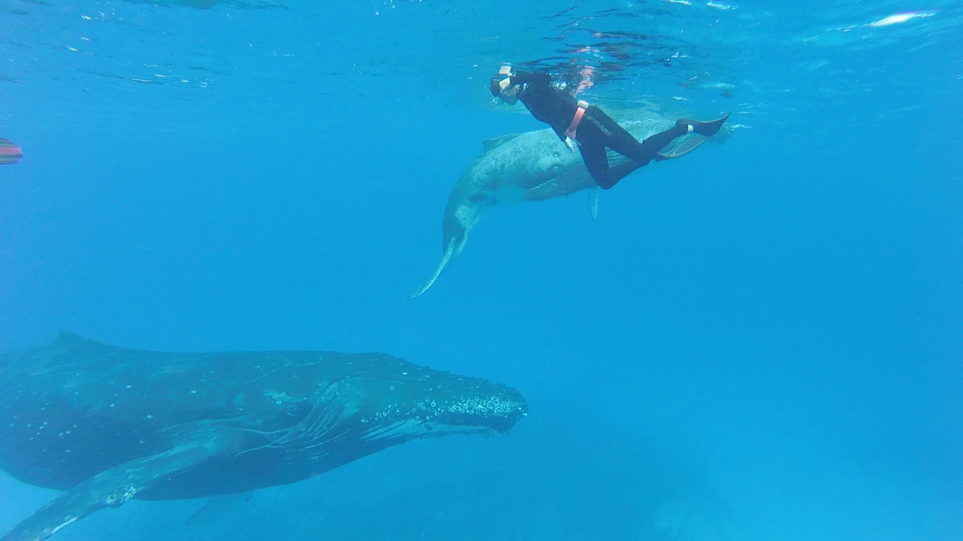 Whale-watching in Tonga