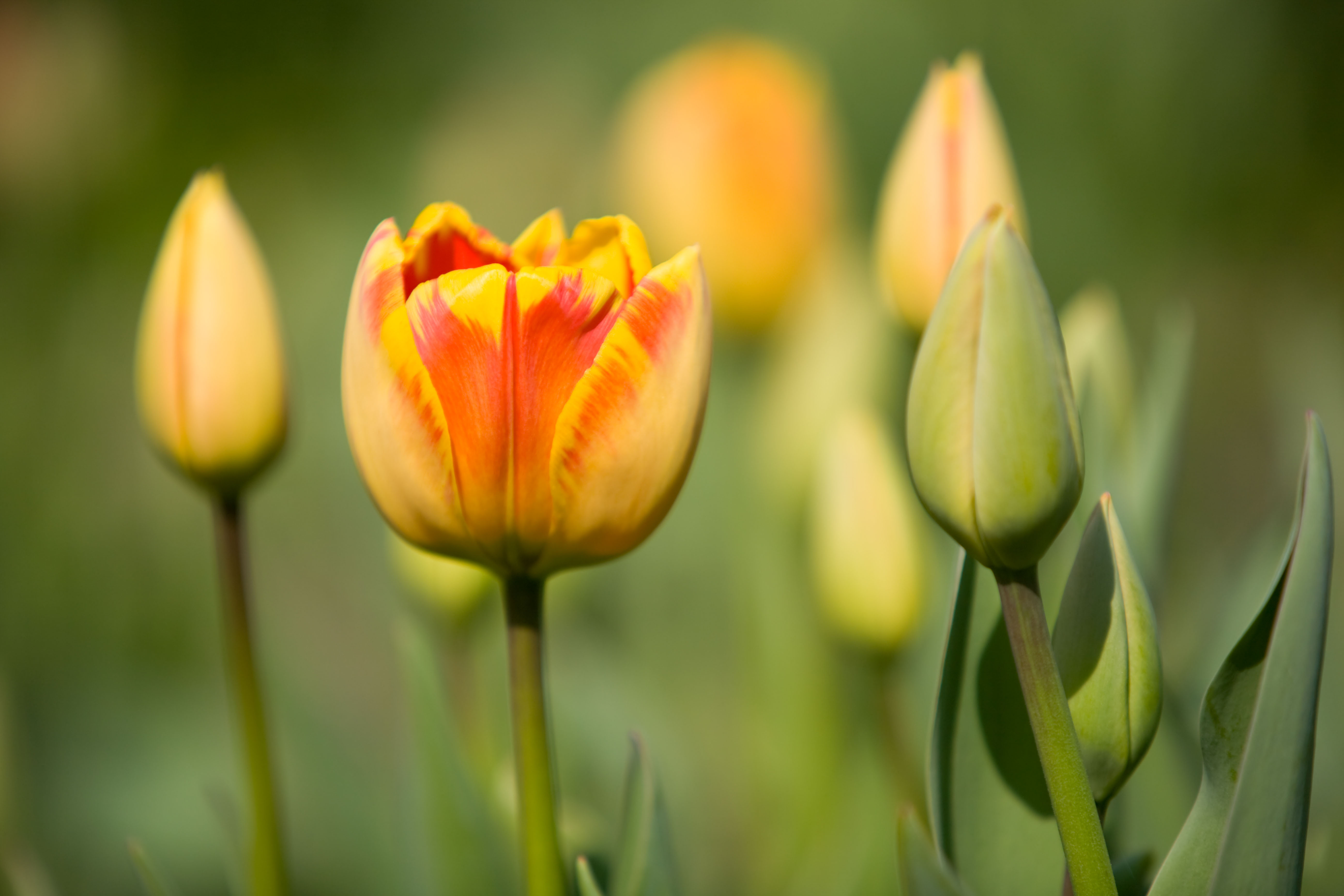 Spring bulbs