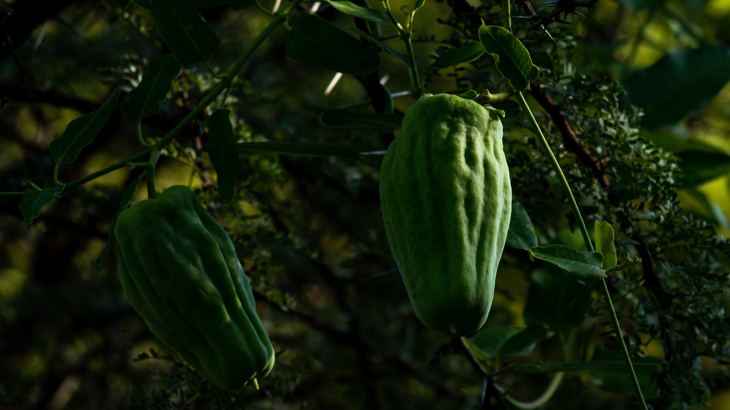 A moth vine growing wild in a garden.