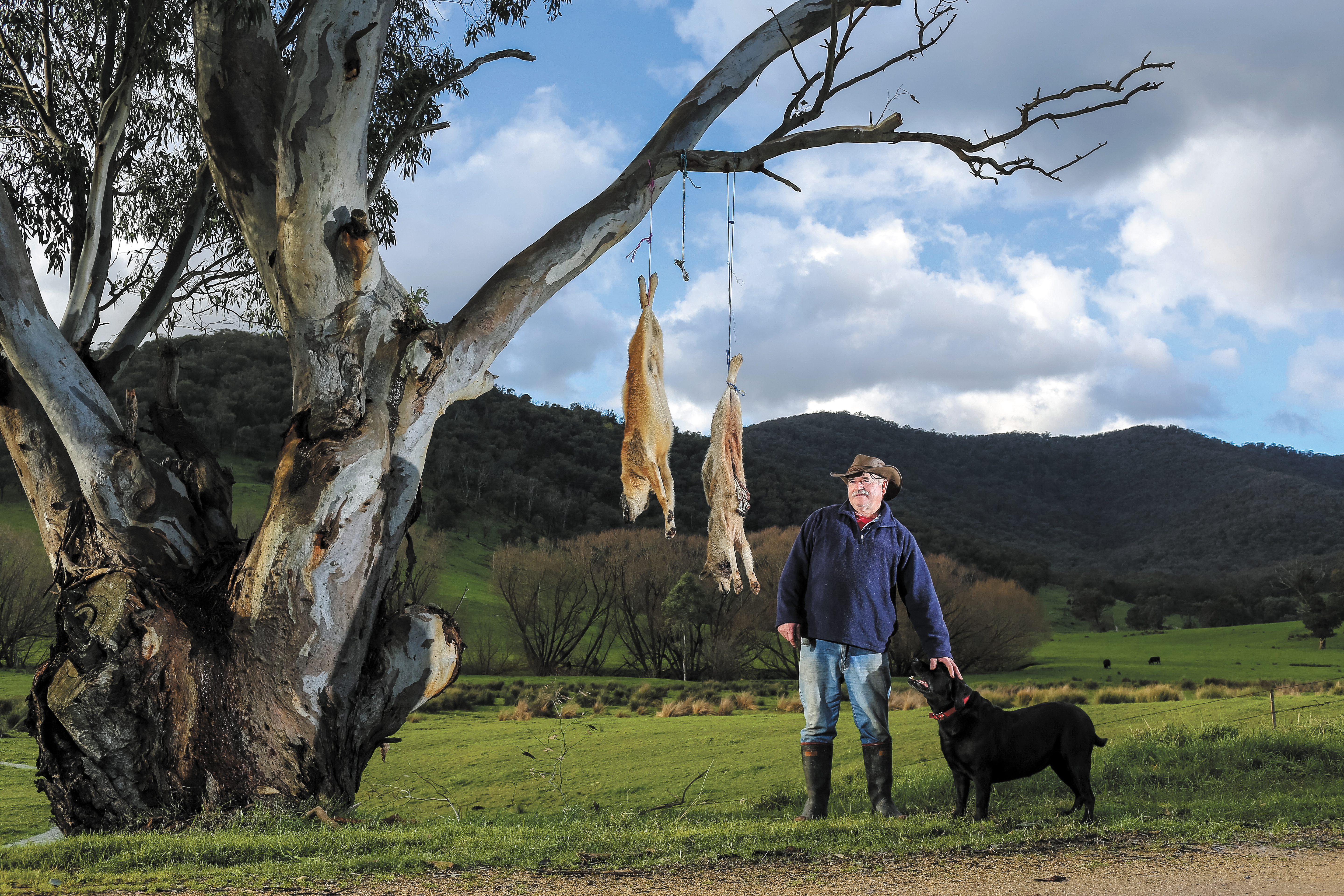 Wild dogs wreak havoc for sheep farmers