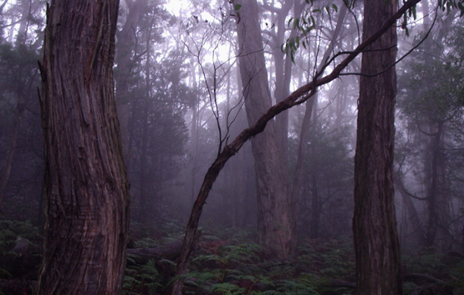 A misty forest.