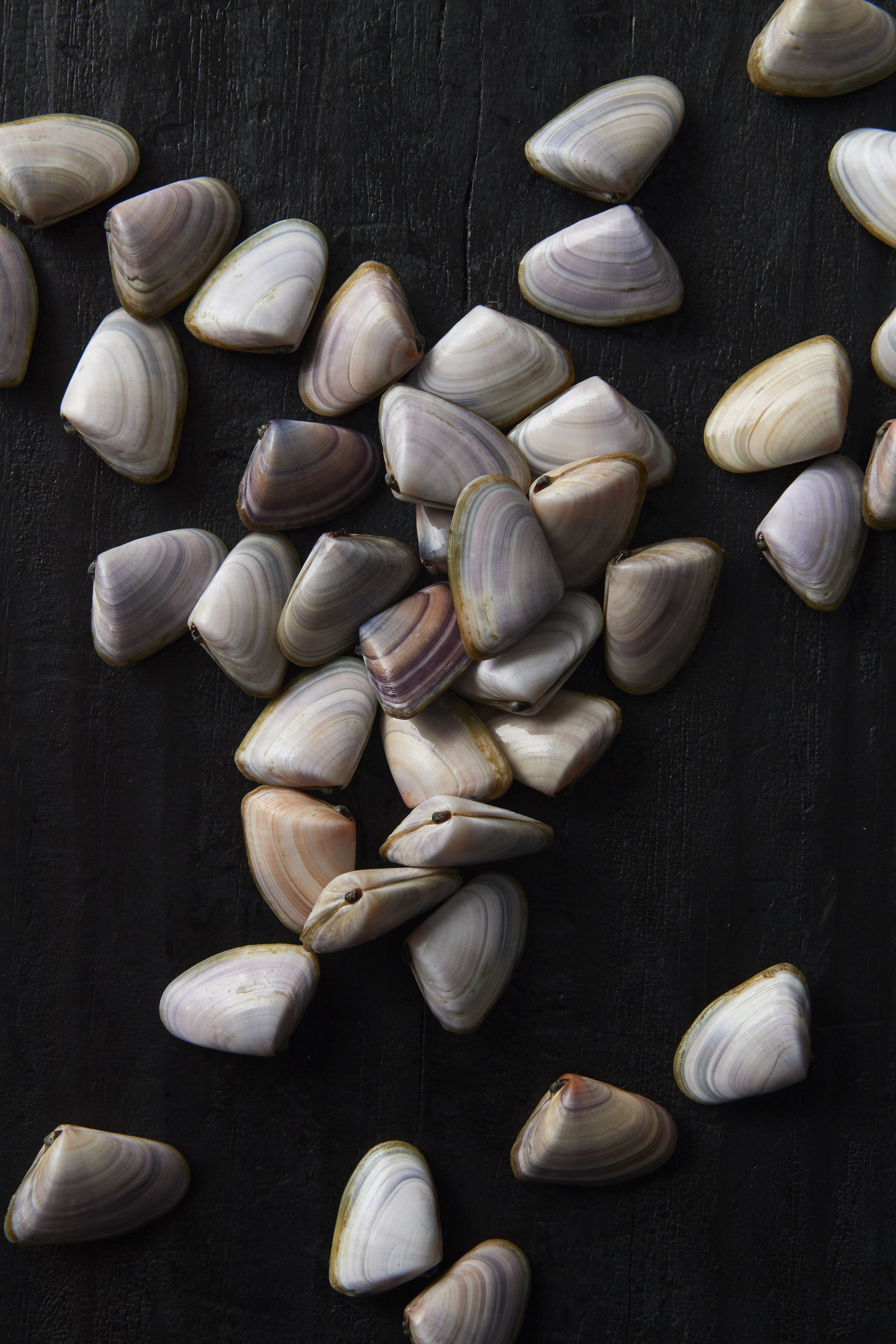 Pipis with XO sauce