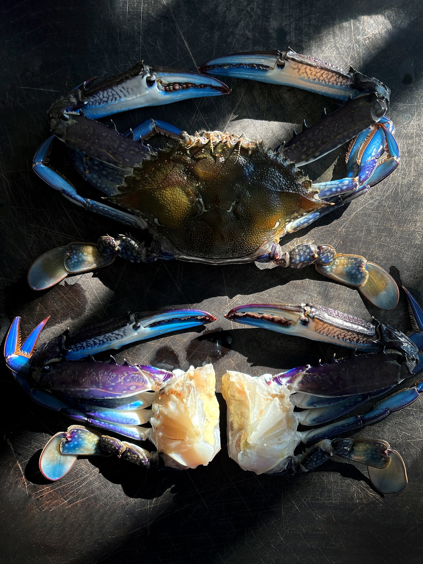 Two blue swimmer crabs on a black bench.