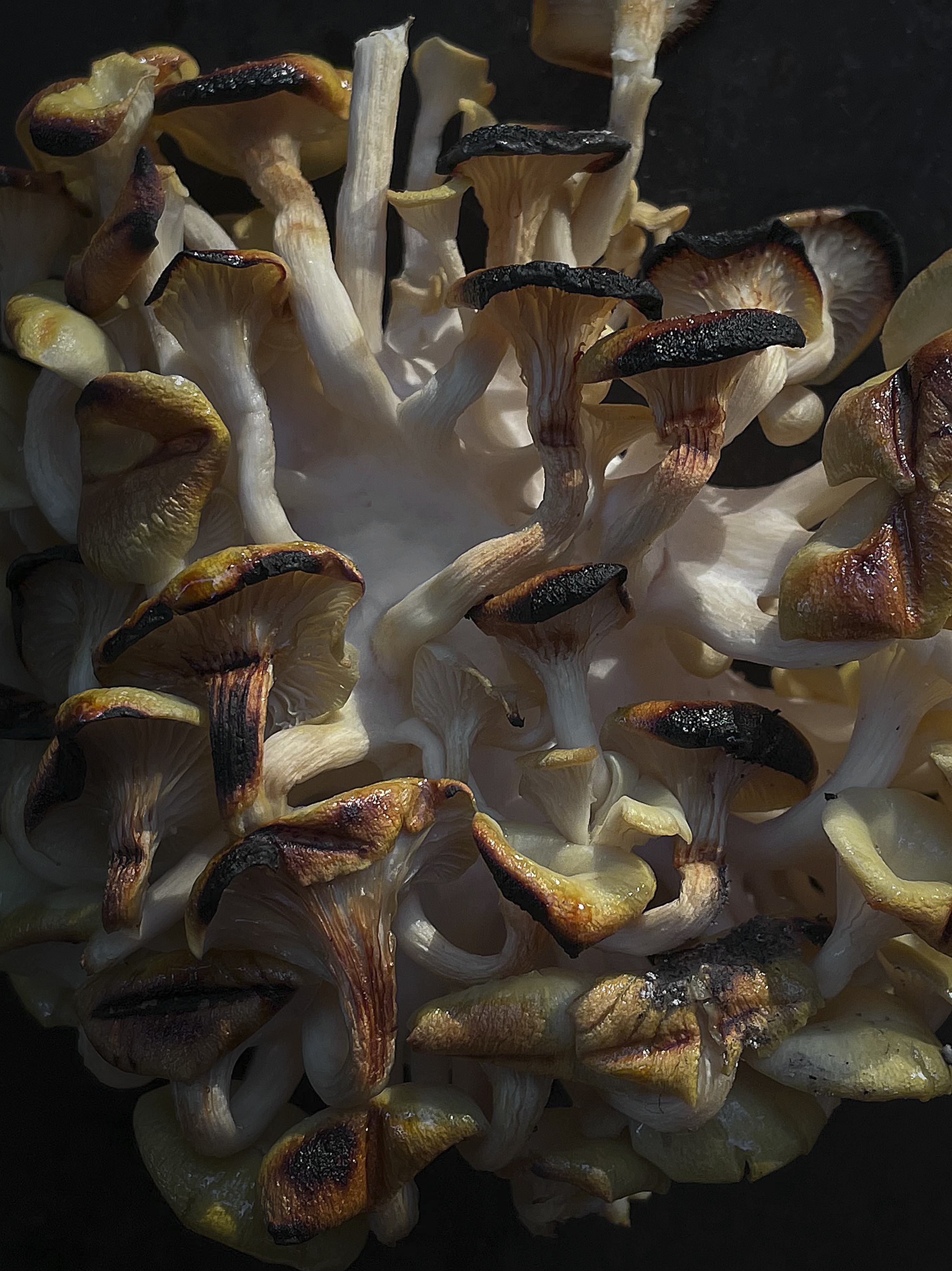 Oyster mushrooms and buckwheat porridge with miso, seaweed and truffle
