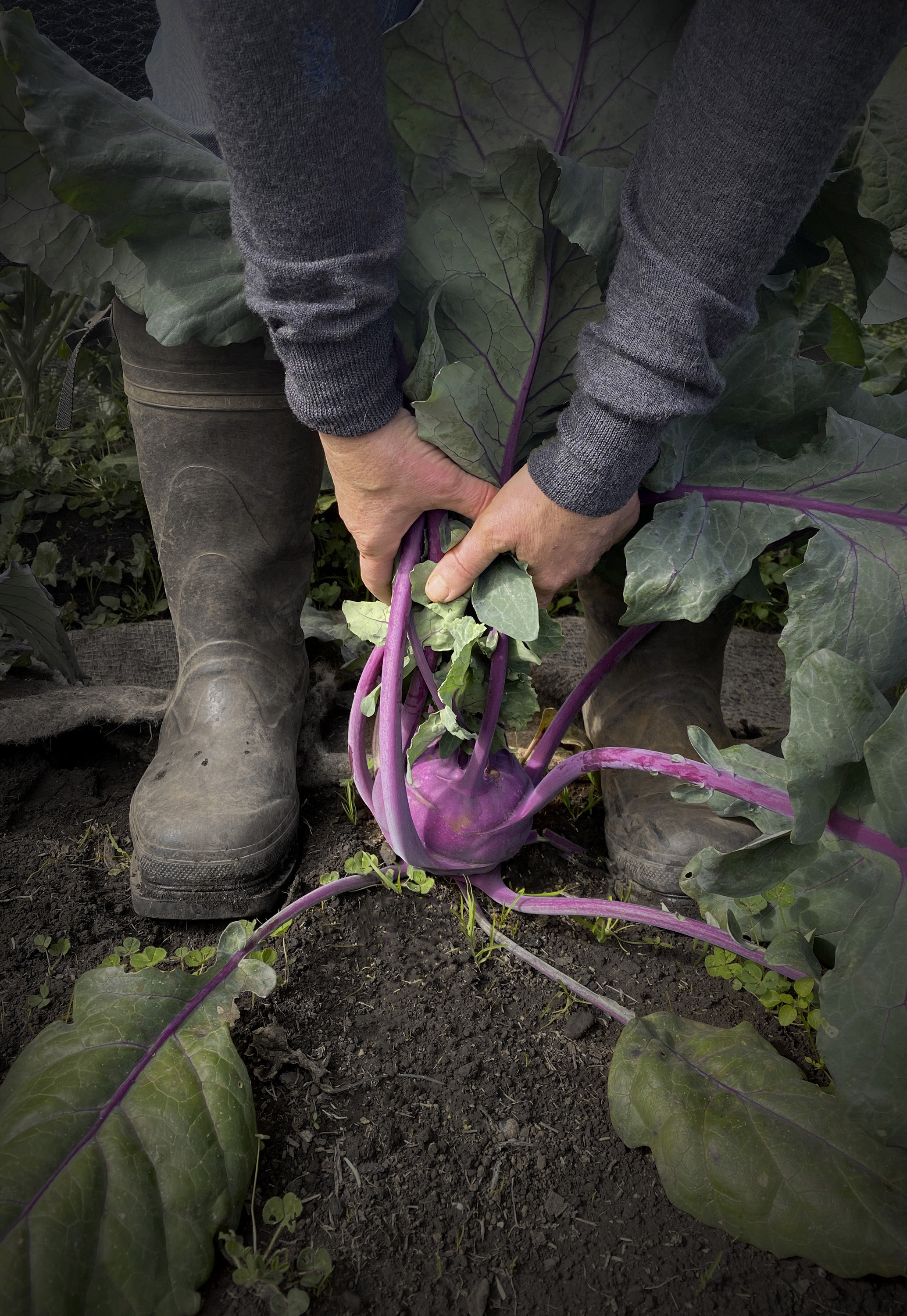 Roasted autumn vegetables and kohlrabi slaw