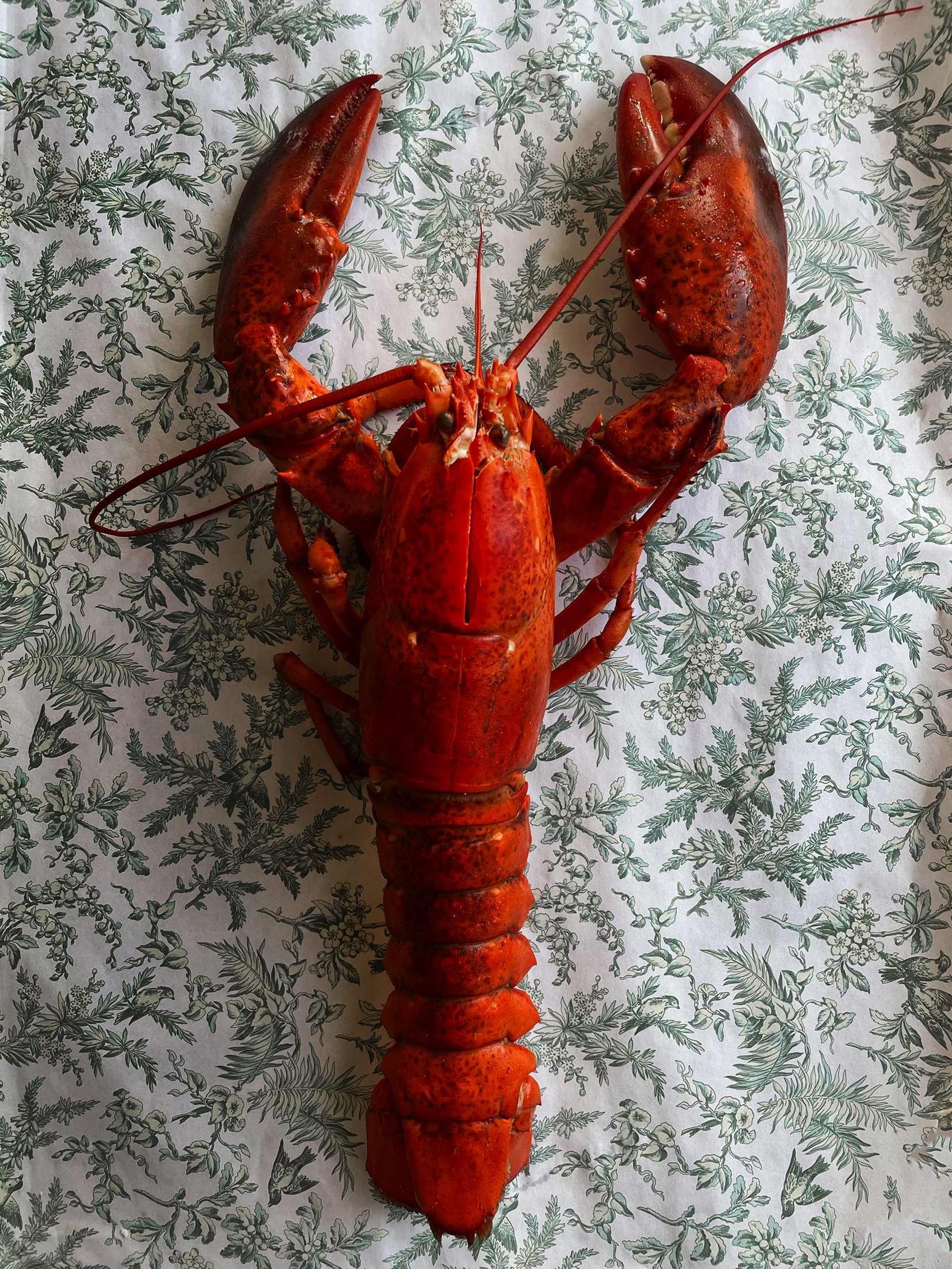 A cooked lobster.