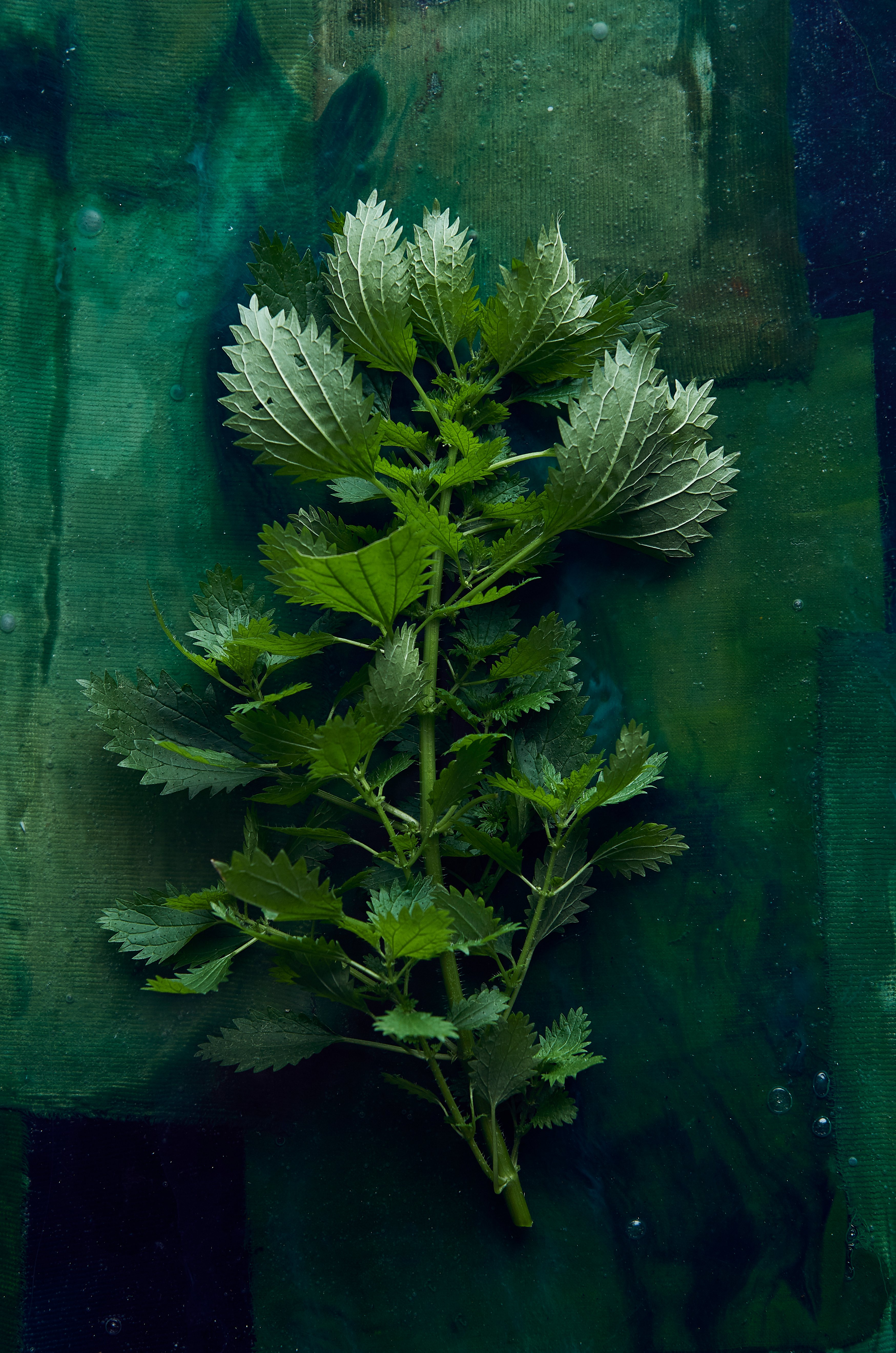 Nettle rice