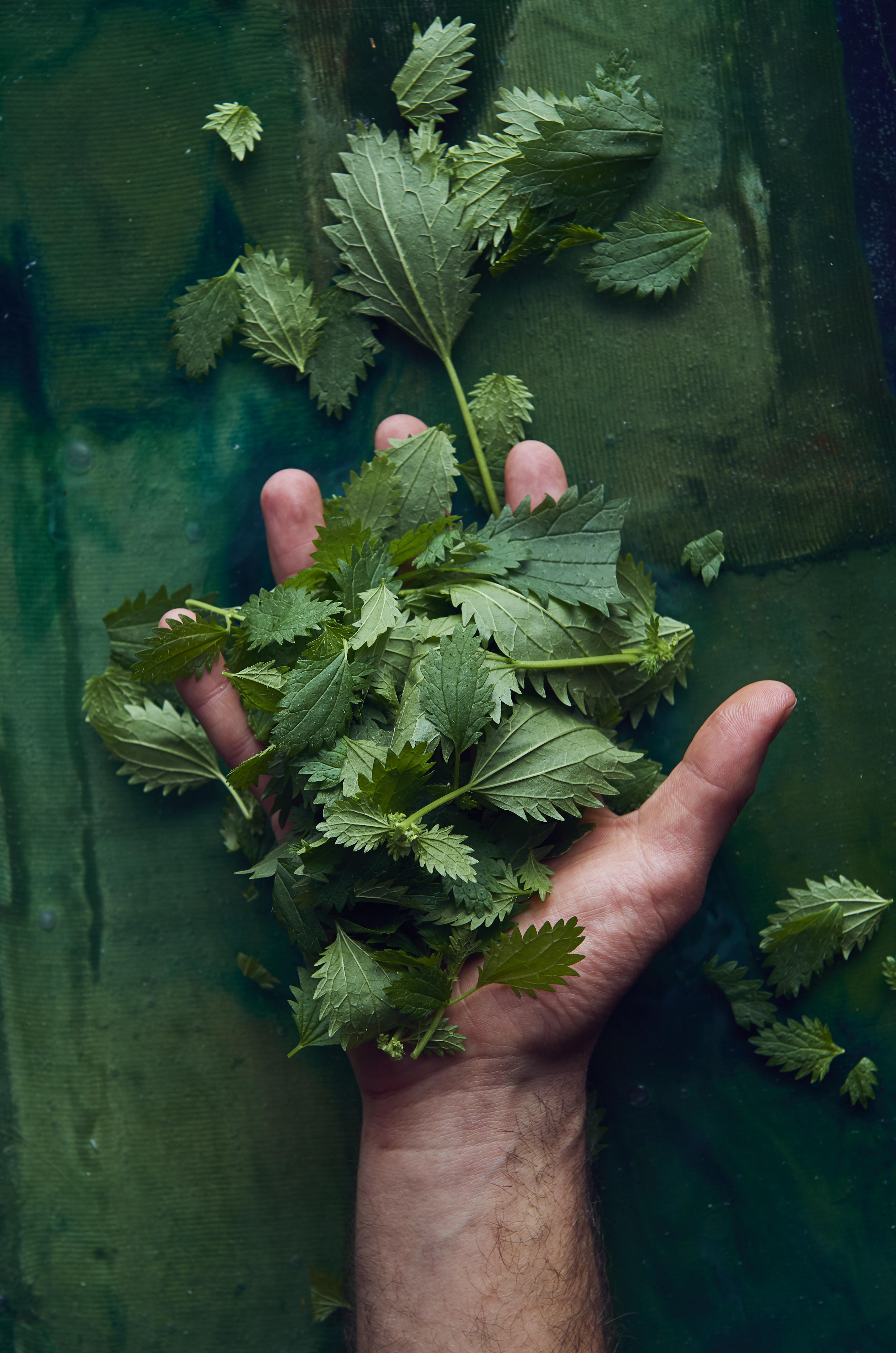 Nettle rice