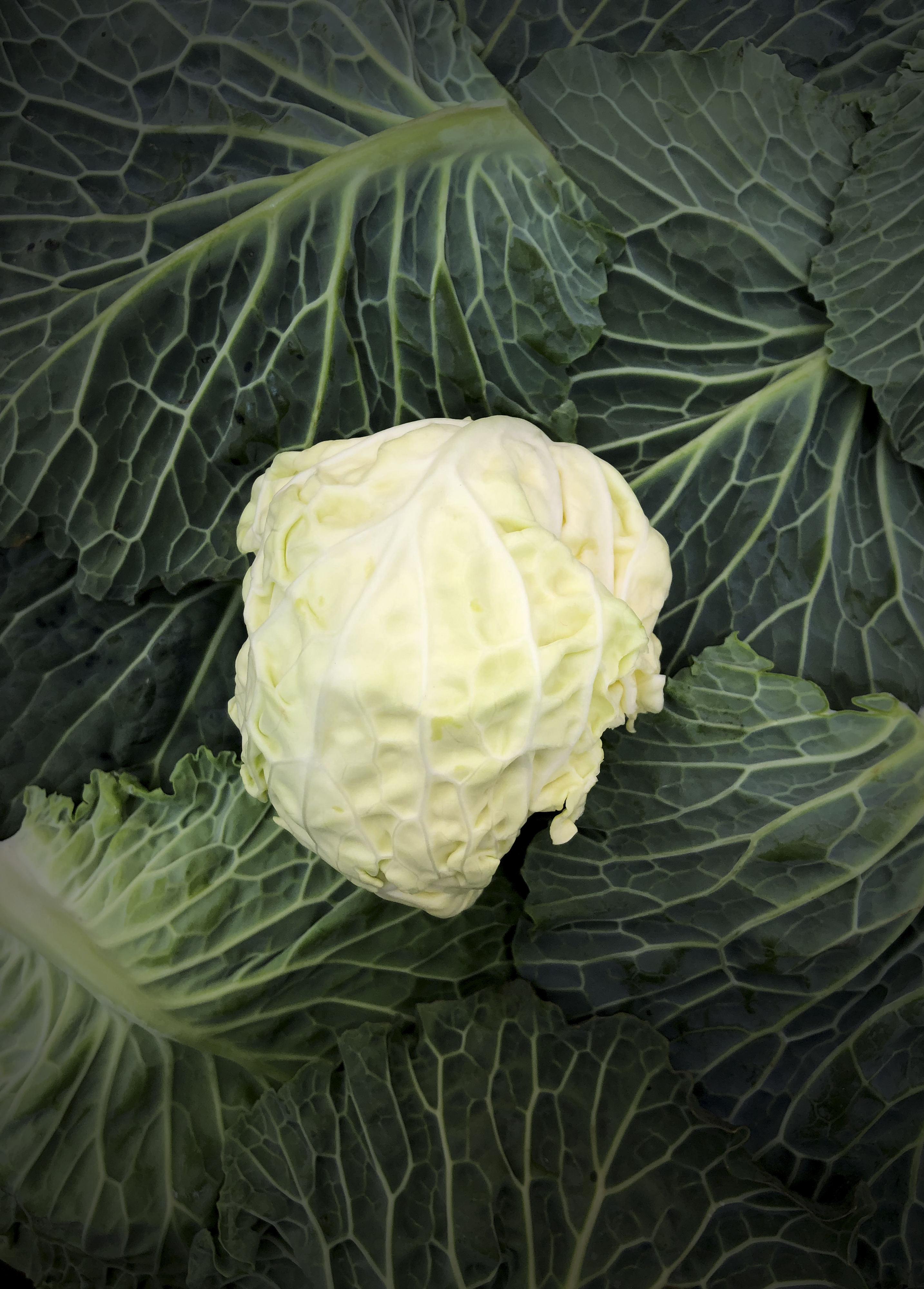 Cabbage cream with cabbage, parmesan and toasted buckwheat