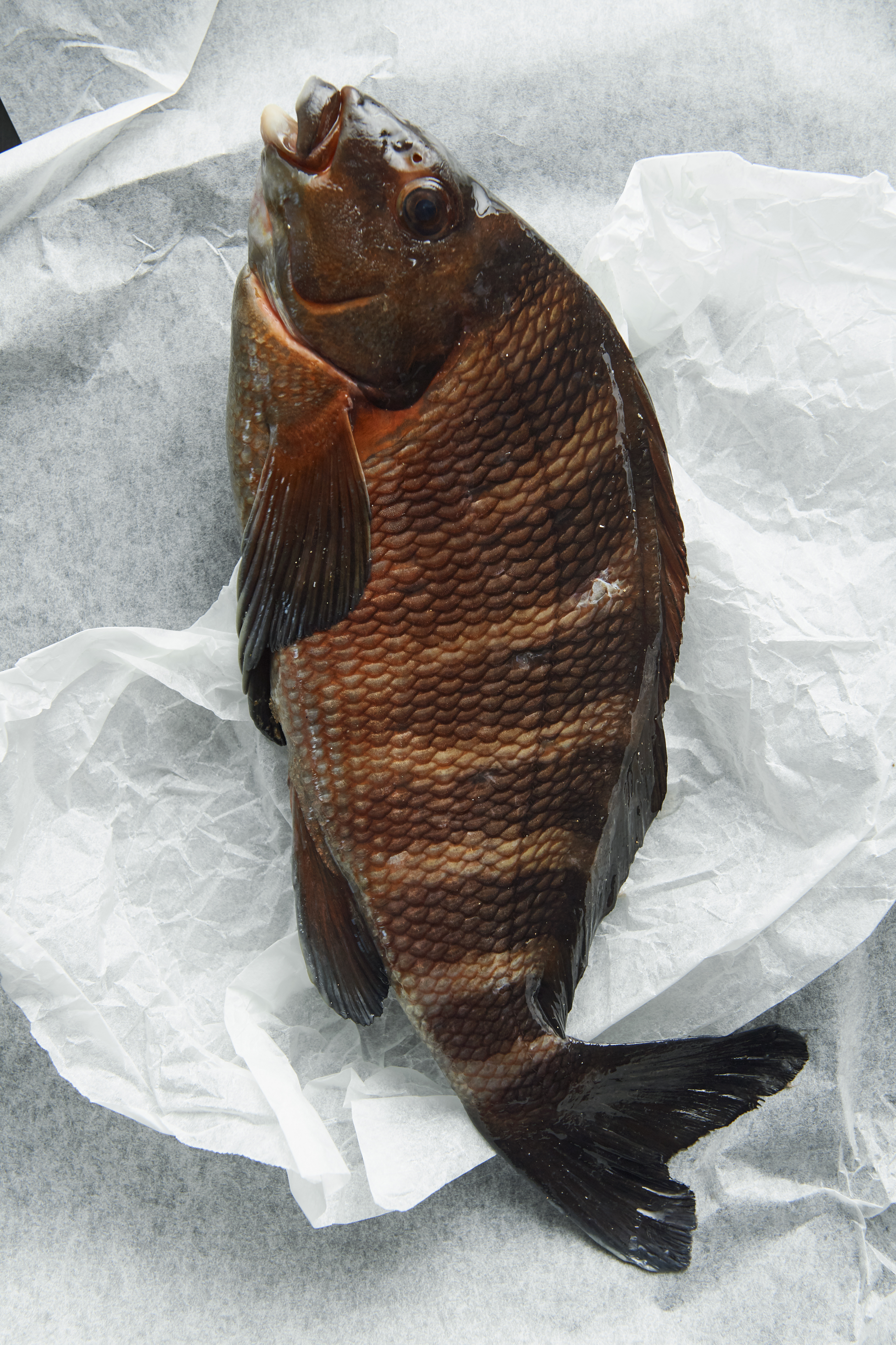 Banded morwong en papillote