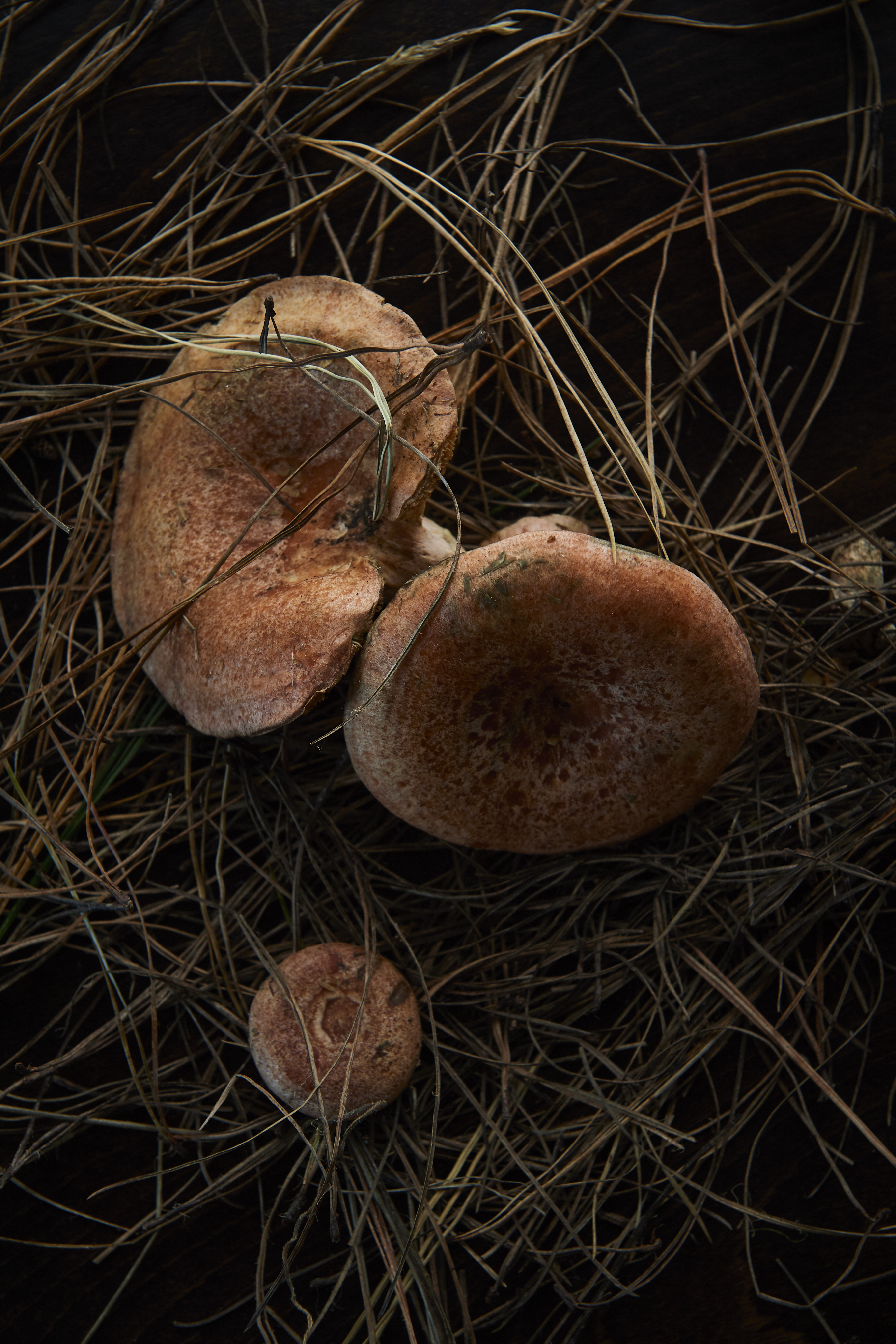 Pine mushroom and hazelnut soup