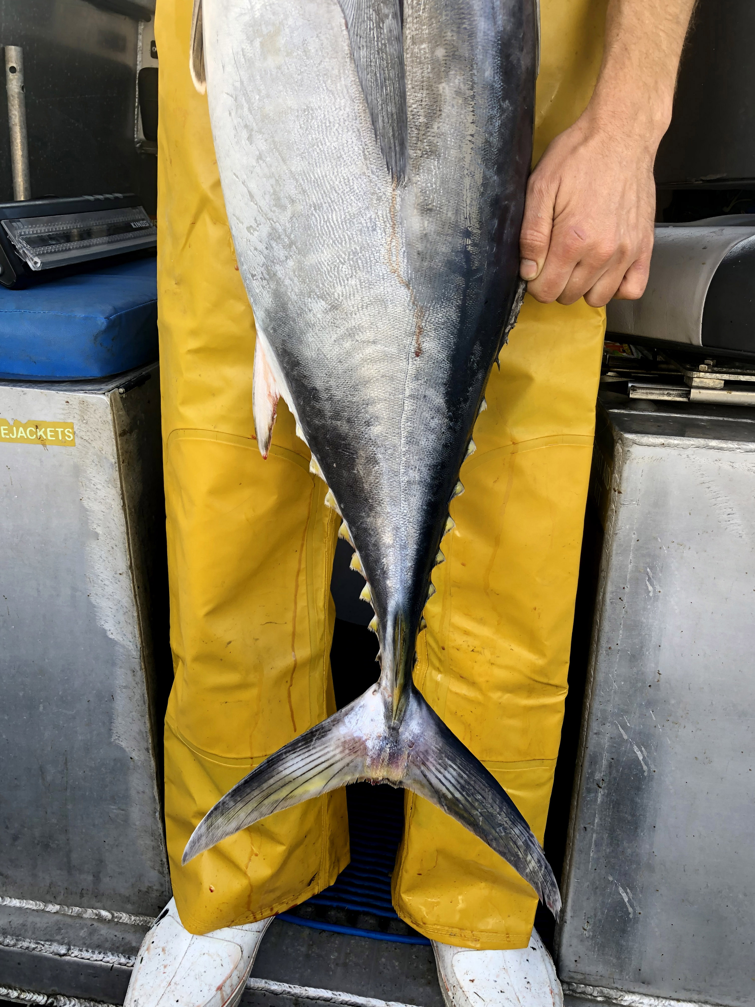 Tuna sashimi