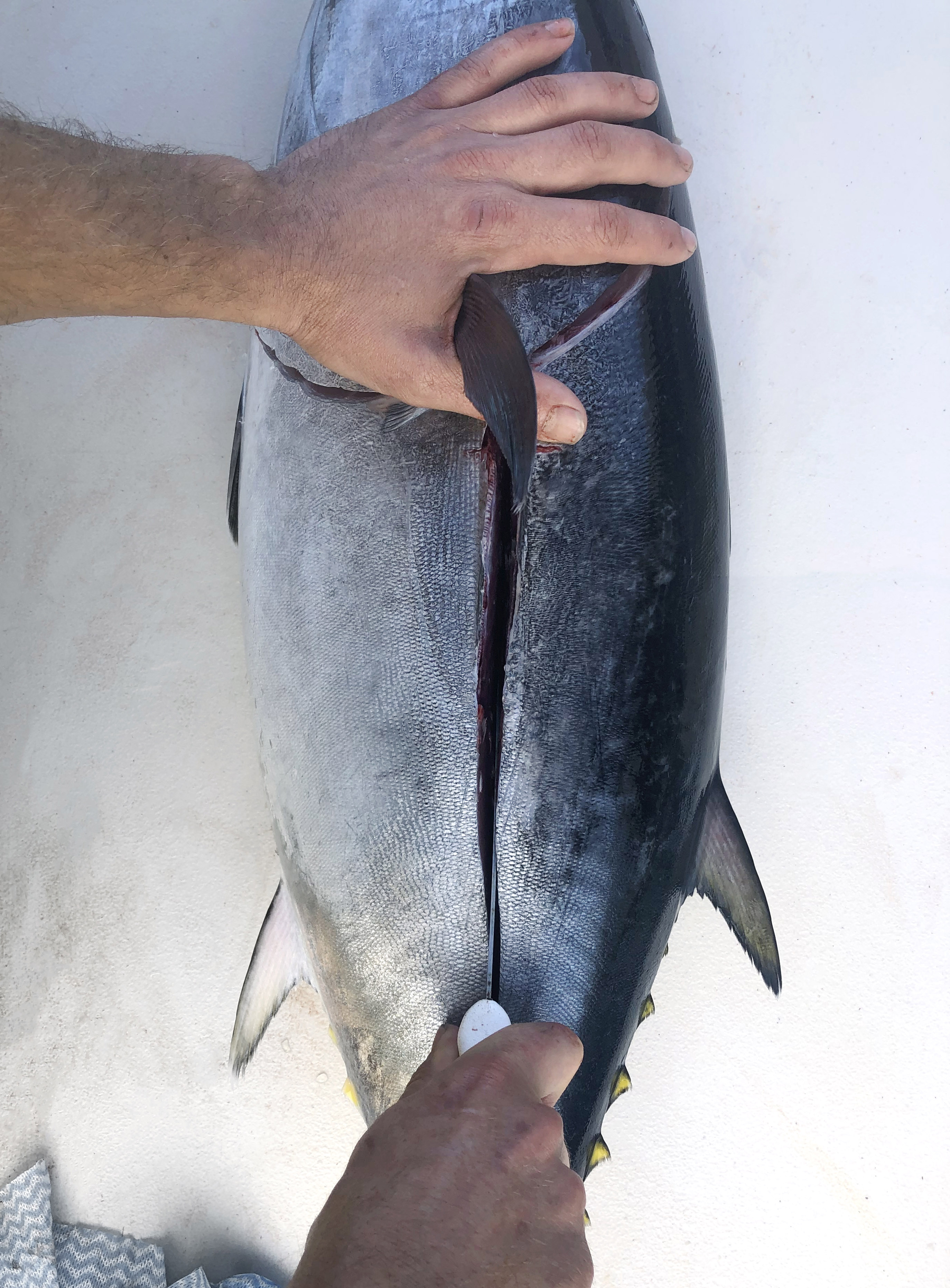 Tuna sashimi