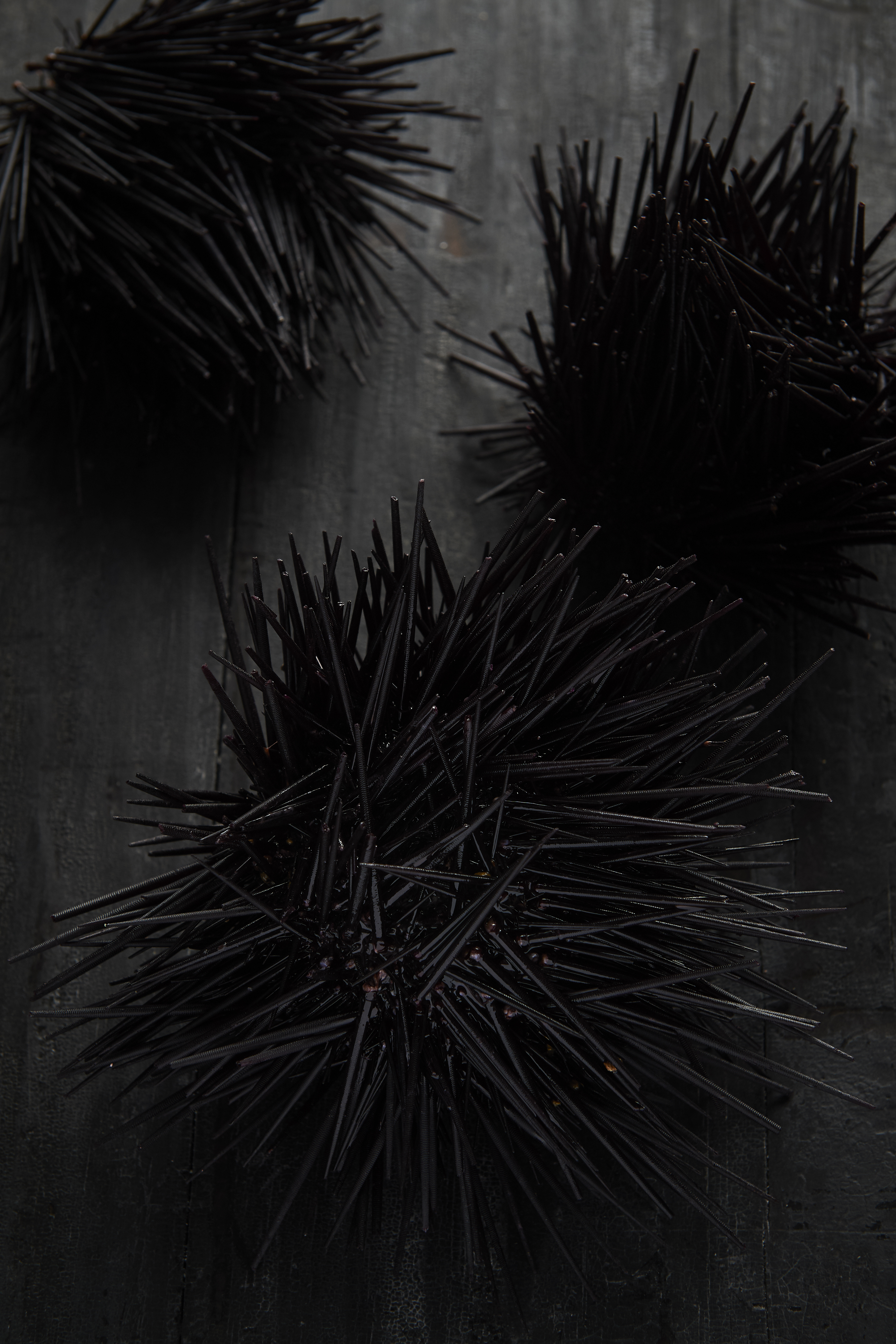 Sea urchin with cultured butter and toast