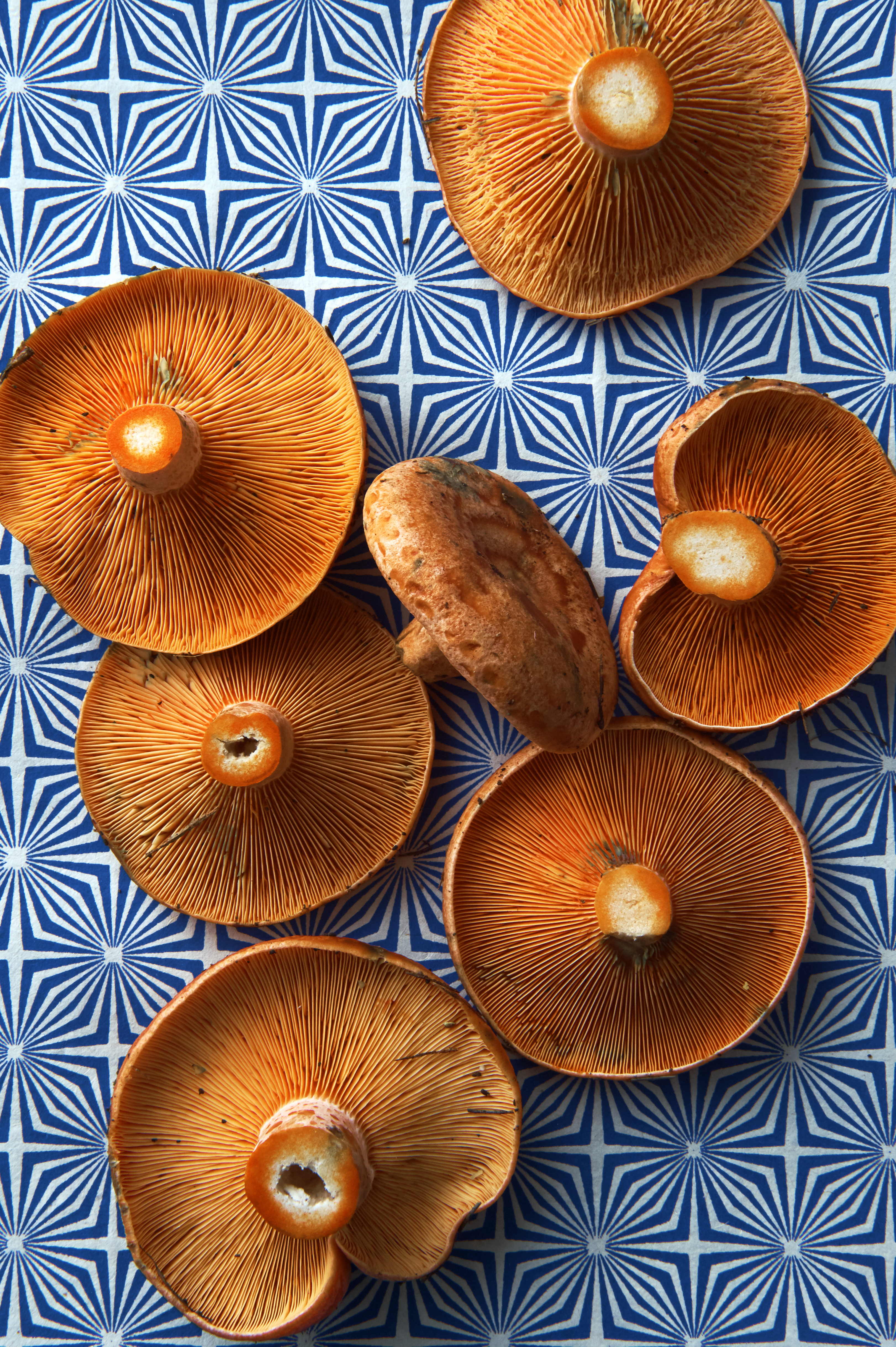 Steak and wild mushrooms