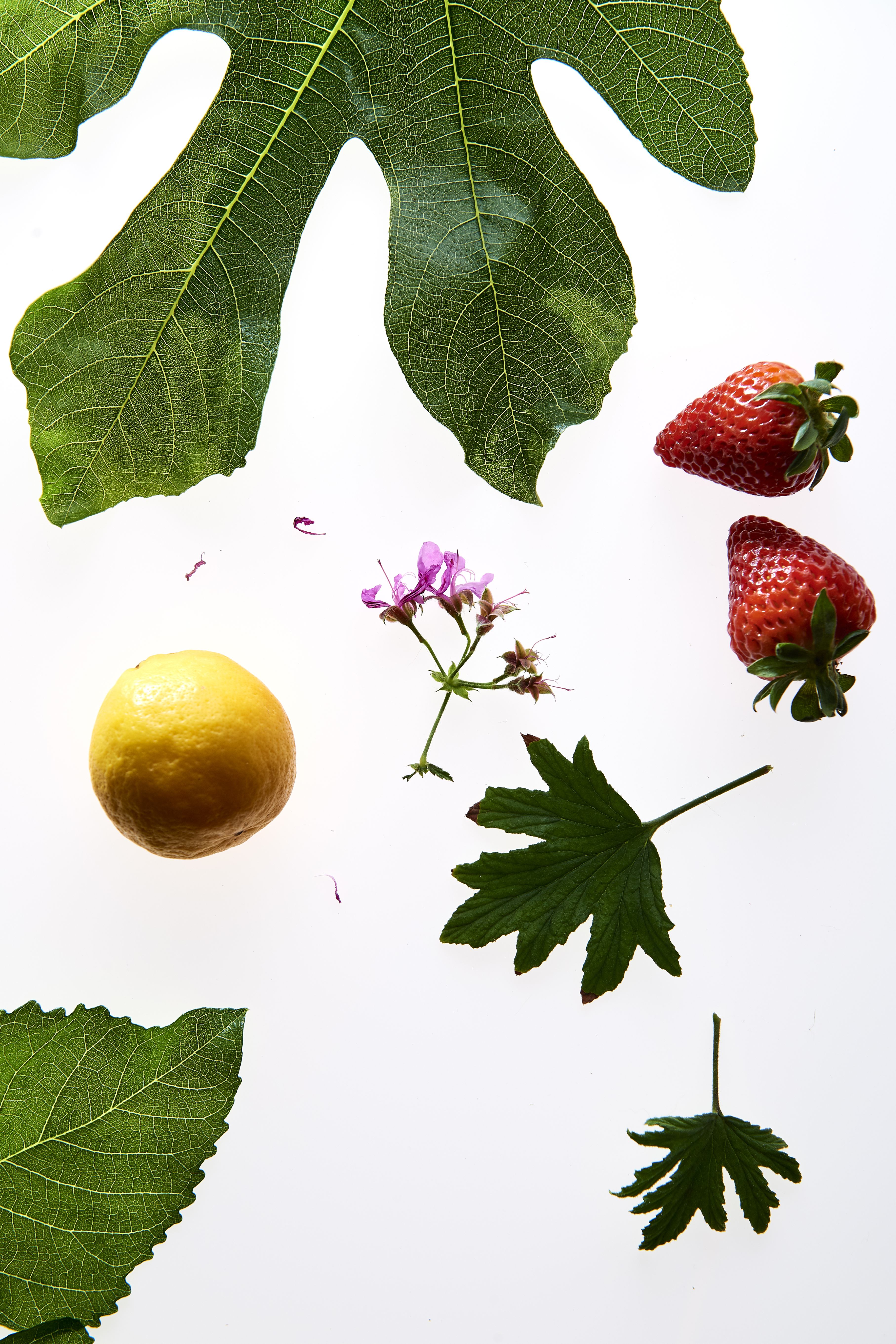 Strawberry and rose geranium cordial and lemon and fig leaf cordial